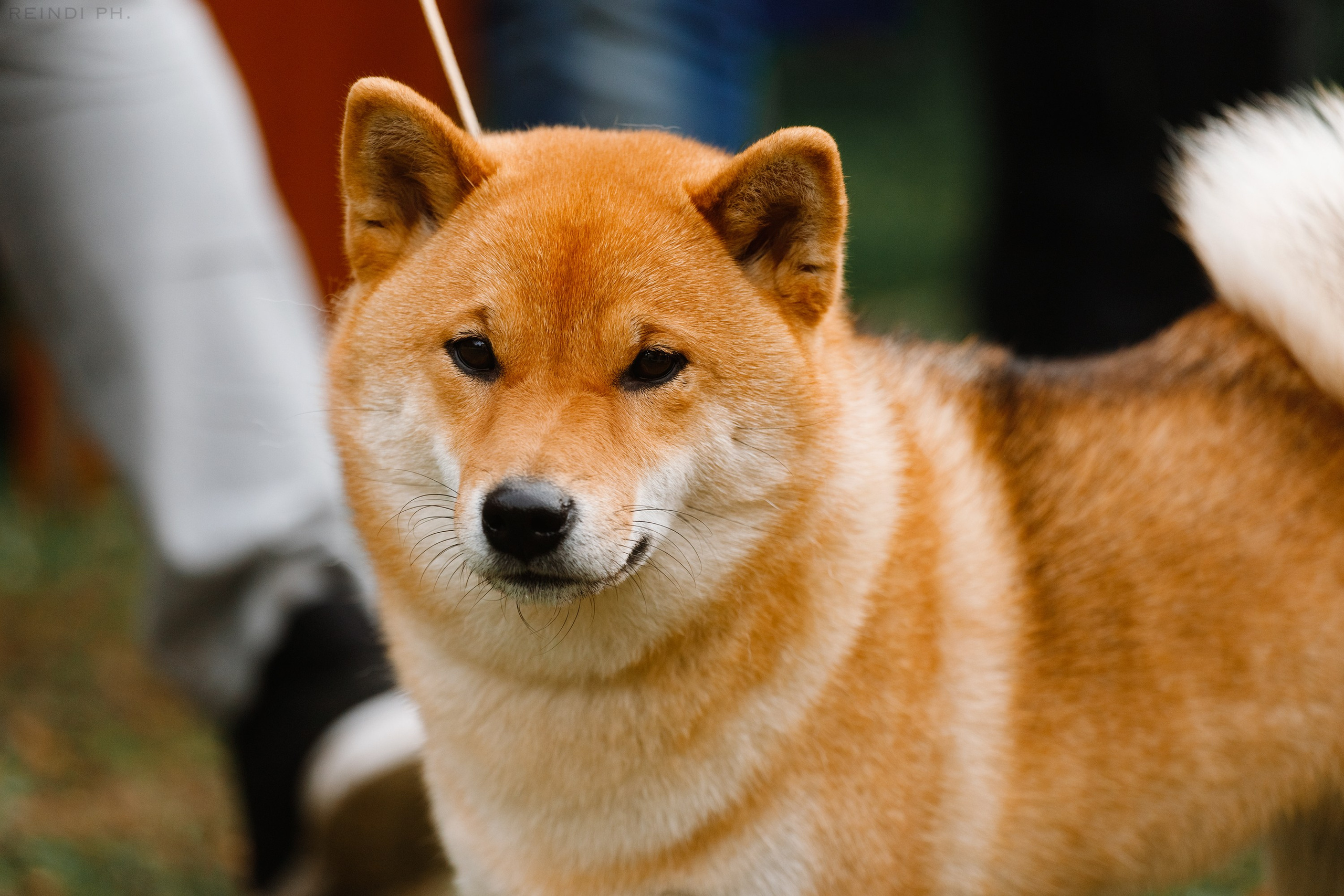 «Argus» dog show in Brest. Kaja | fotograf we Wrocławiu | ludzie i psy