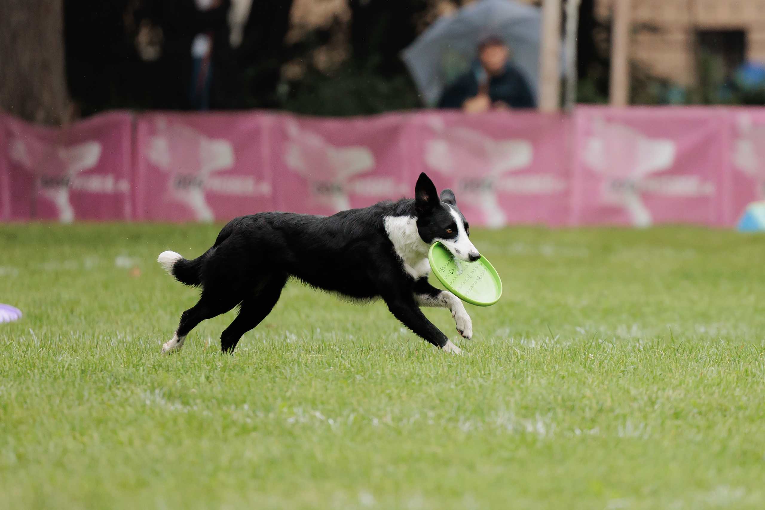 Latające psy, Wrocław'25. Kaja | fotograf psów we Wrocławiu