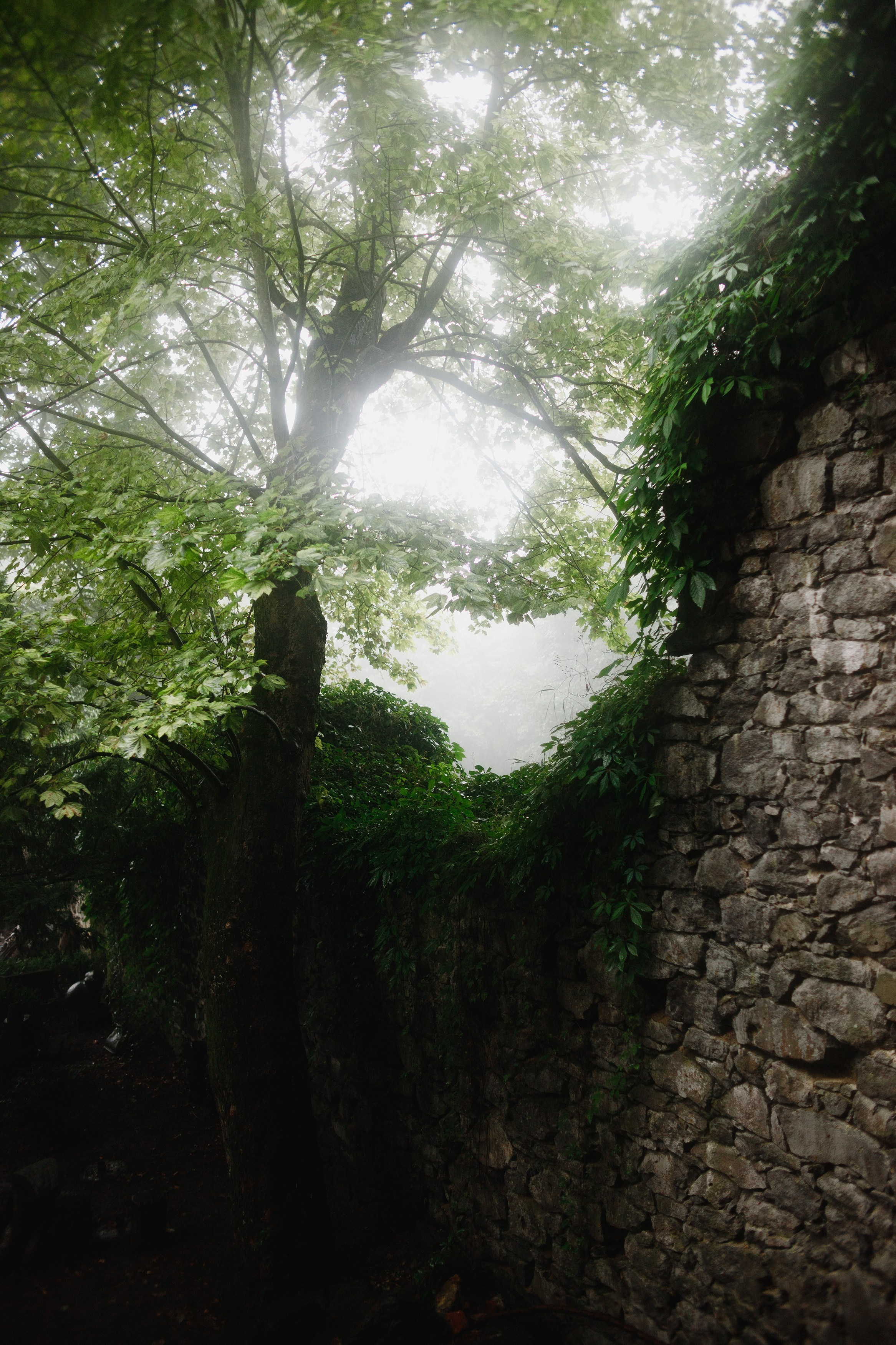 Zamek Grodziec. Kaja | fotograf psów we Wrocławiu