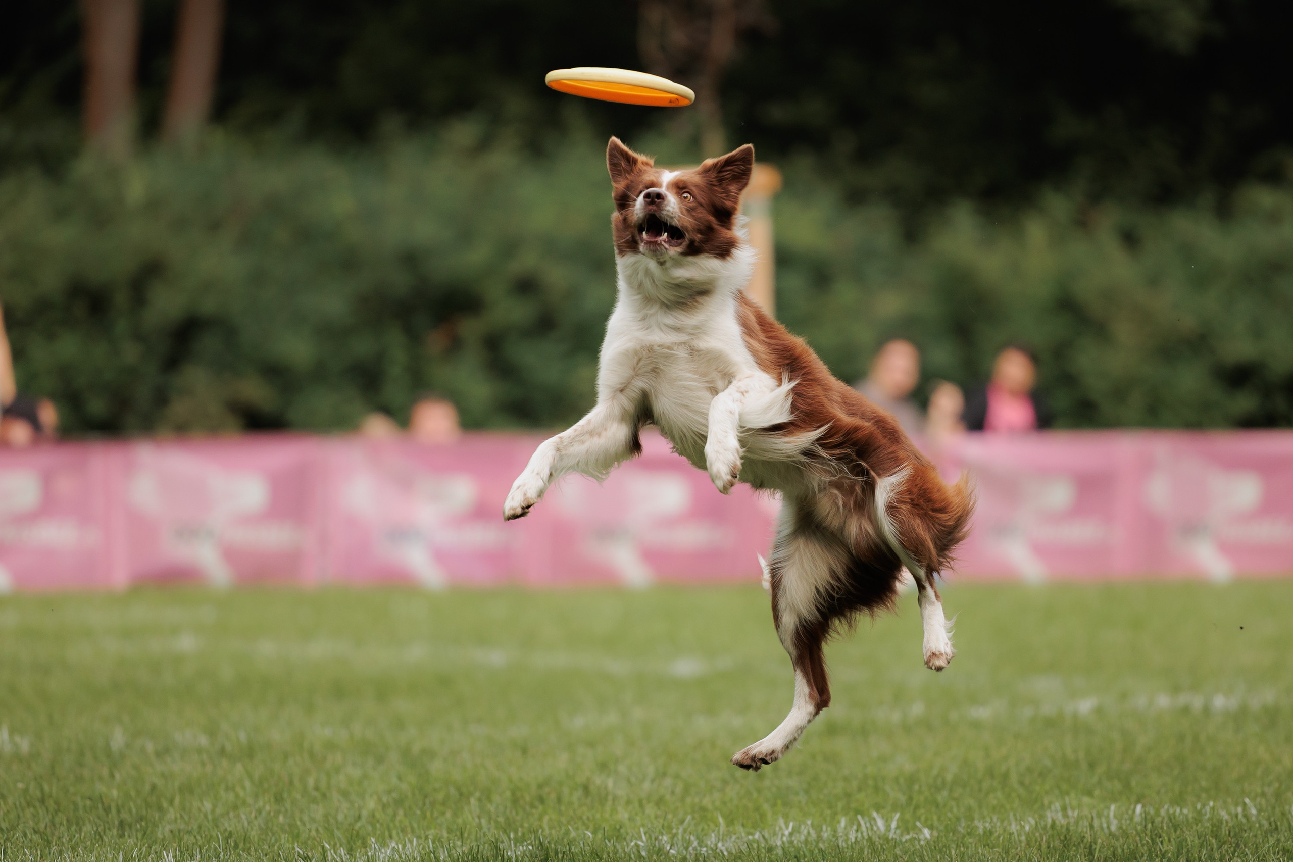 Latające psy, Wrocław'25. Kaja | fotograf psów we Wrocławiu