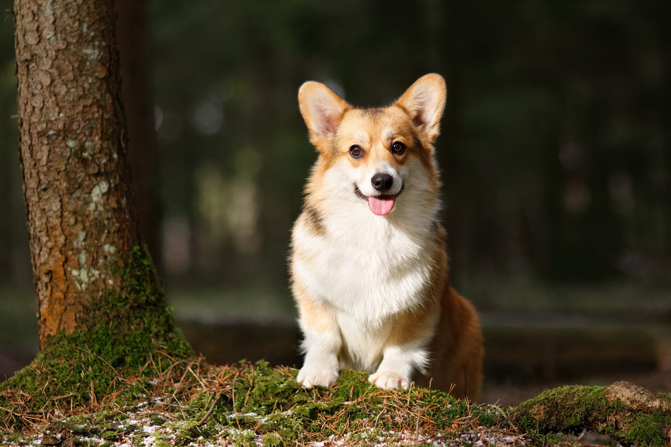 Corgi kennel & some other dogs in the forest. Kaja | fotograf psów we Wrocławiu