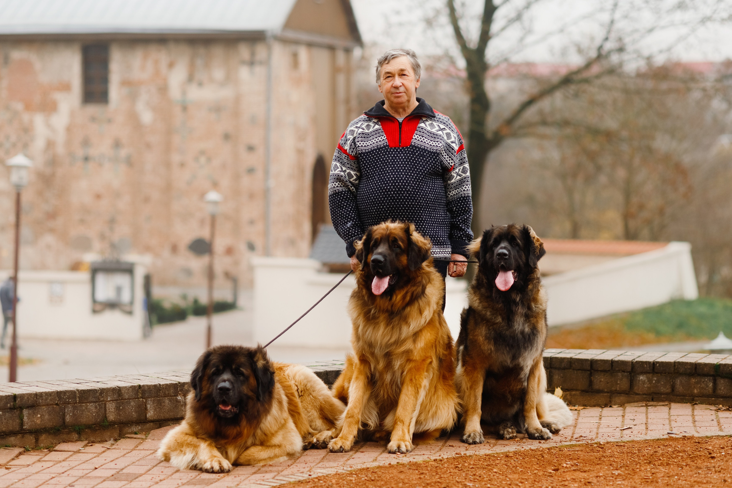 Leonbergers. Kaja | fotograf we Wrocławiu | ludzie i psy