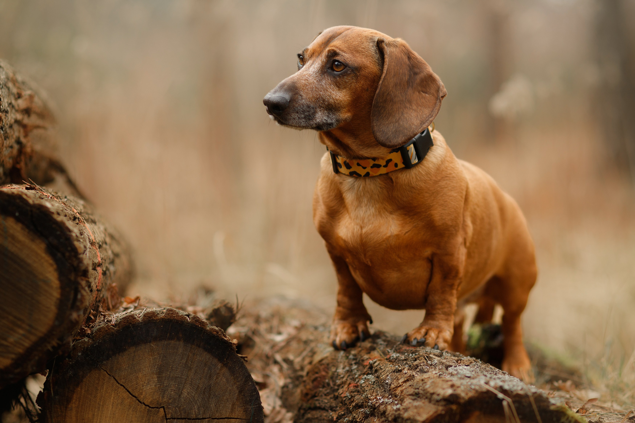 Ania, Franek & Vincent. Kaja | fotograf psów we Wrocławiu