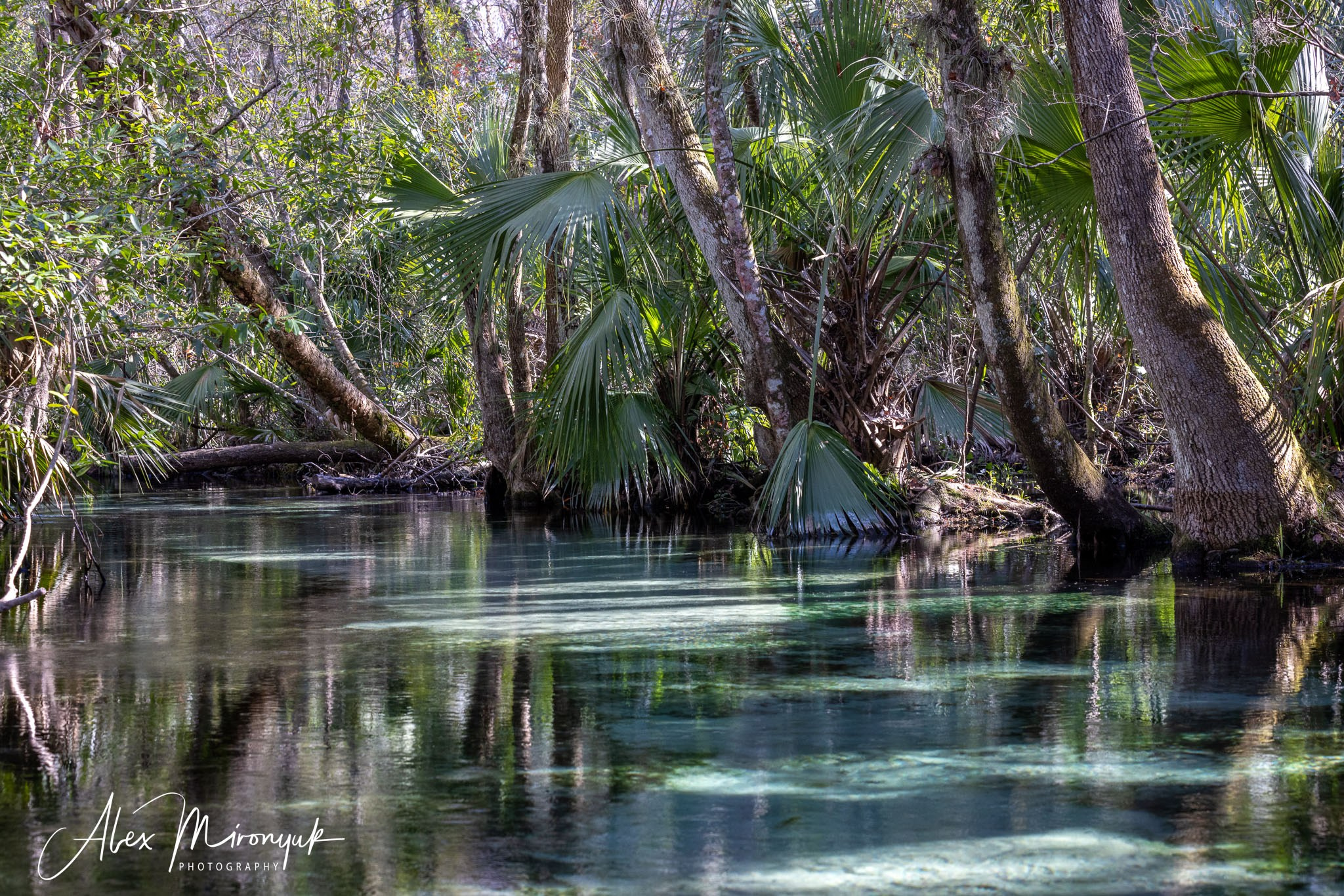 Exploring True Florida: Springs, Rivers & Manatees by Canoe. Pet, Senior, Landscape, portrait studio, photographer in Miami and Sou