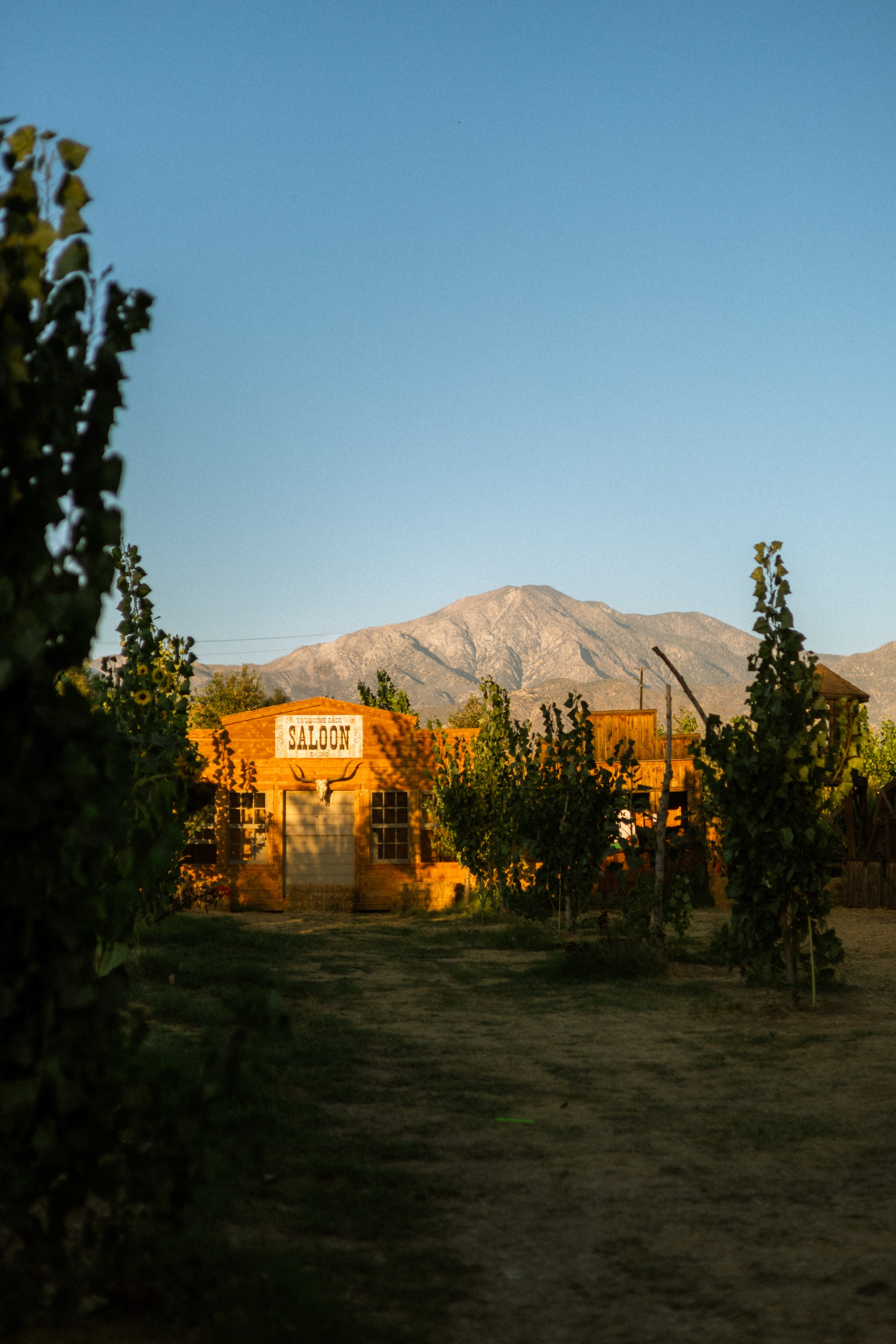 Pumpkin Patch Wallpapers. Photographer in Los Angeles. Julia Ishmuratova