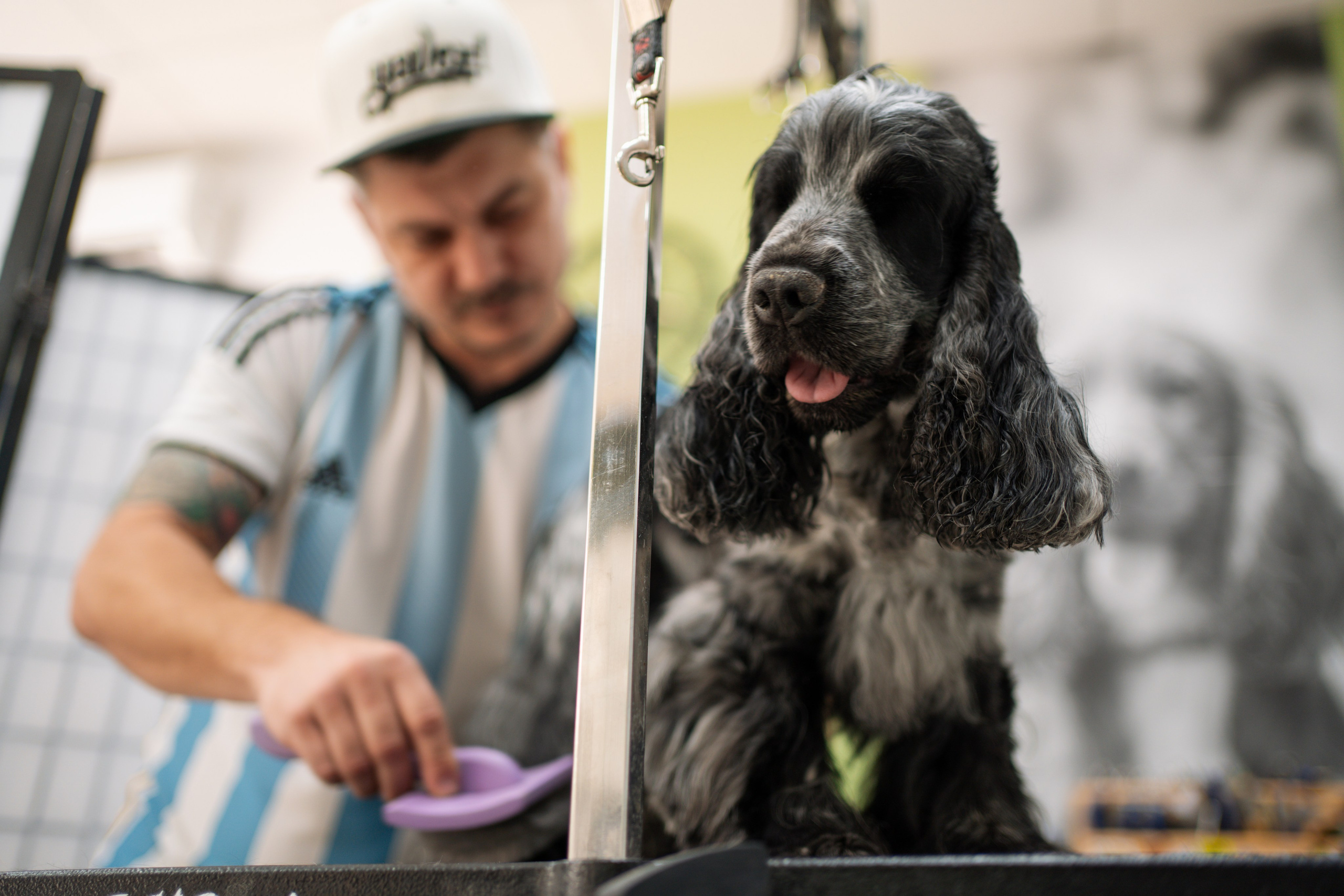 PetGroom Timisoara. Cozac Cristian Photographer