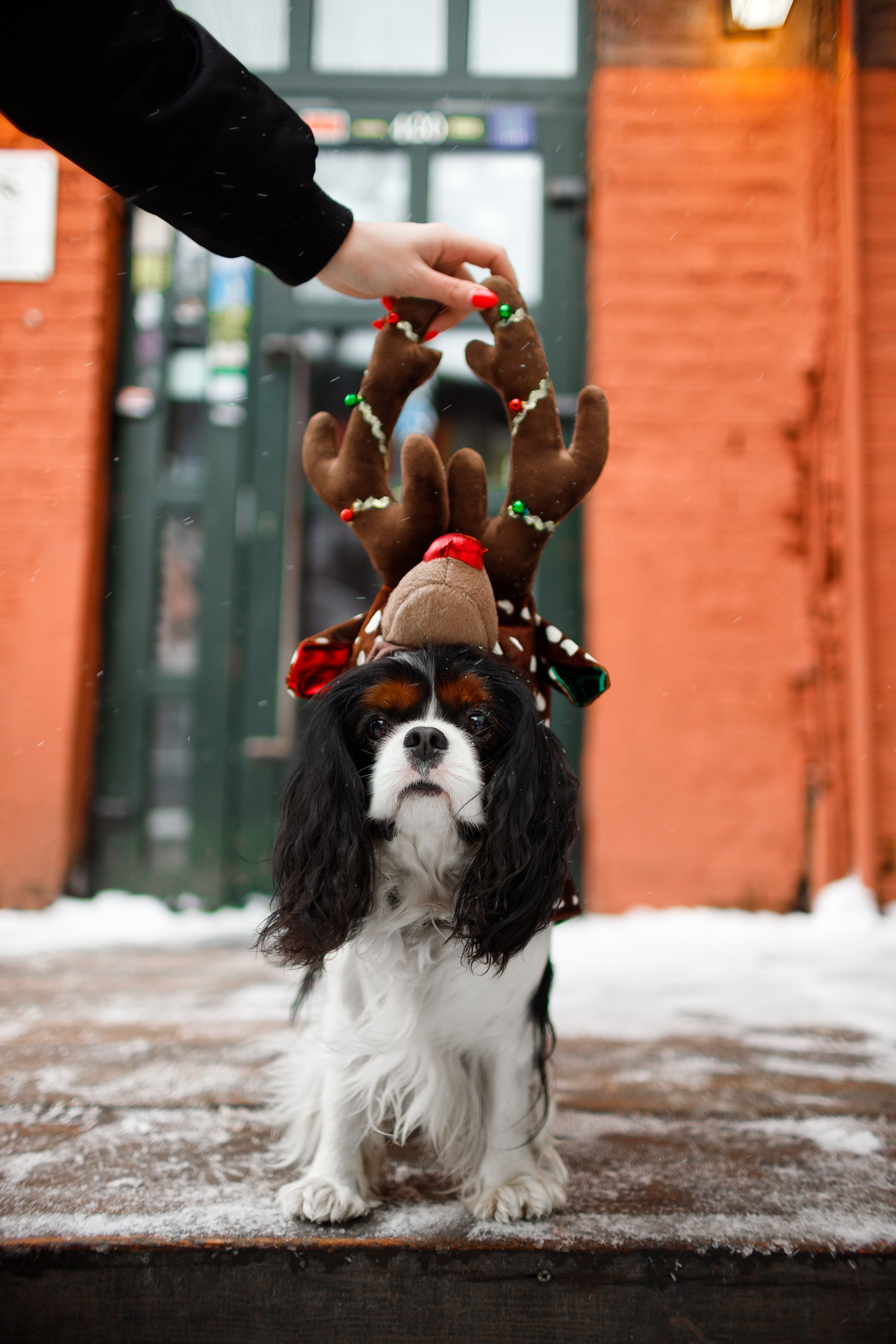Uliana & winter spaniels. Kaja | fotograf psów we Wrocławiu