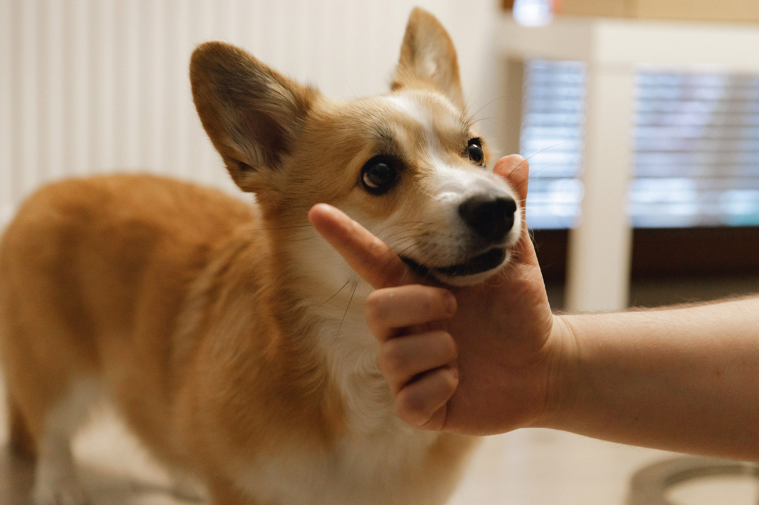 Dasha & Daisy. Kaja | fotograf psów we Wrocławiu