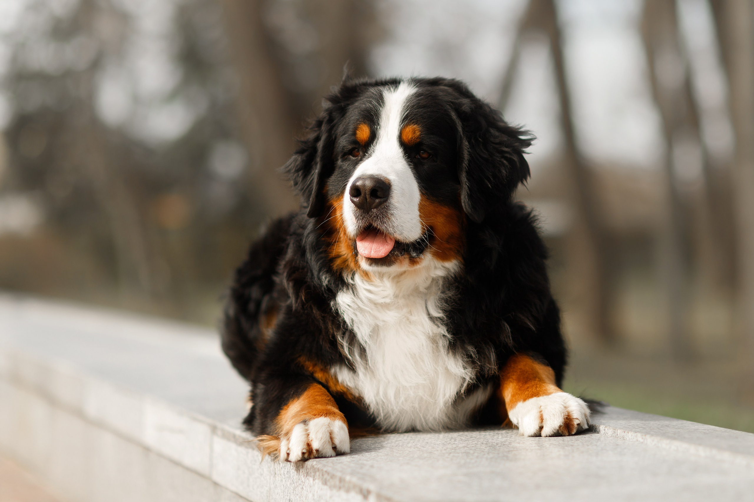 Autumn photo day for dog handler. Kaja | fotograf we Wrocławiu | ludzie i psy