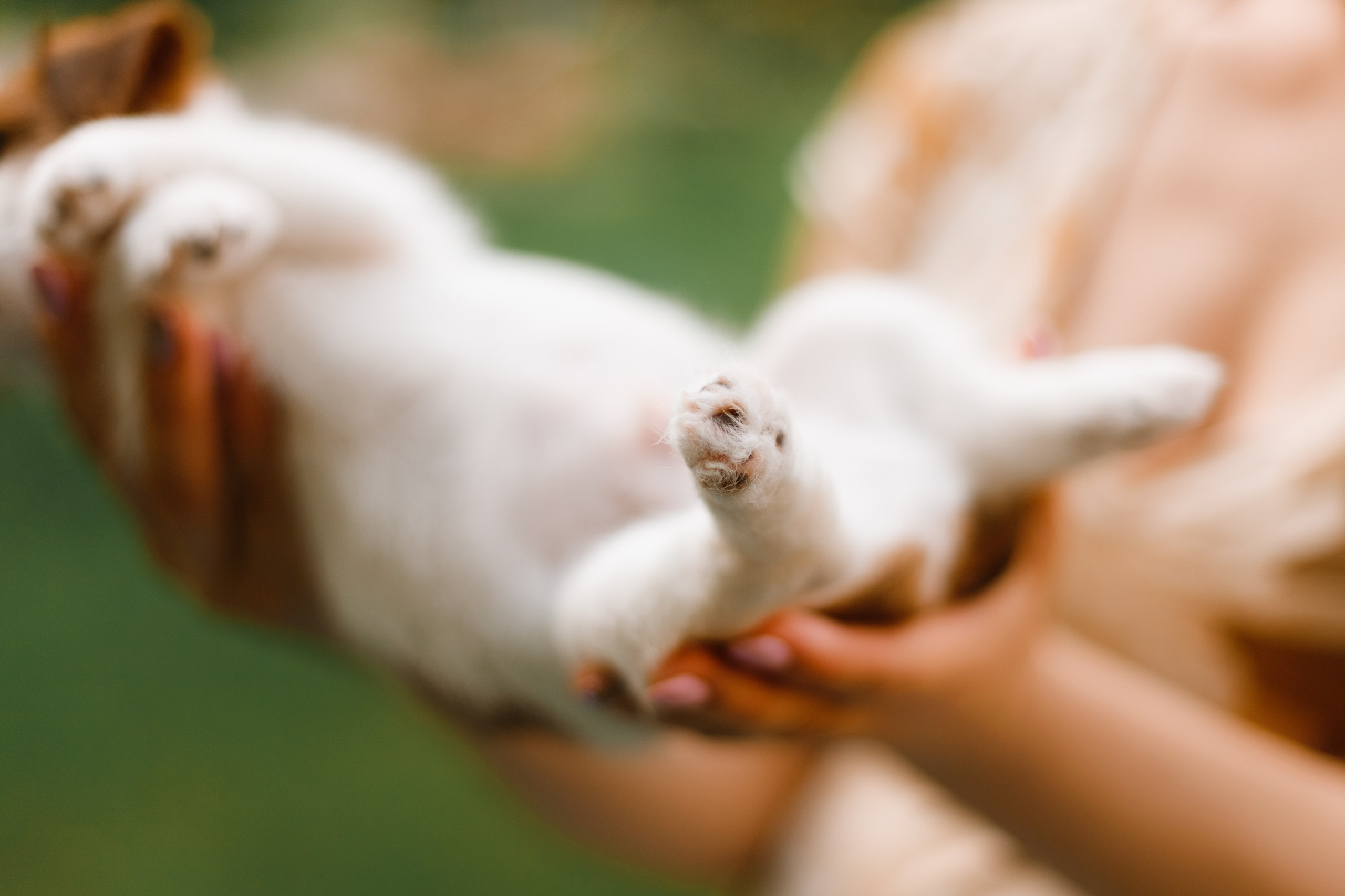 Jack russel puppies. Kaja | fotograf we Wrocławiu | ludzie i psy