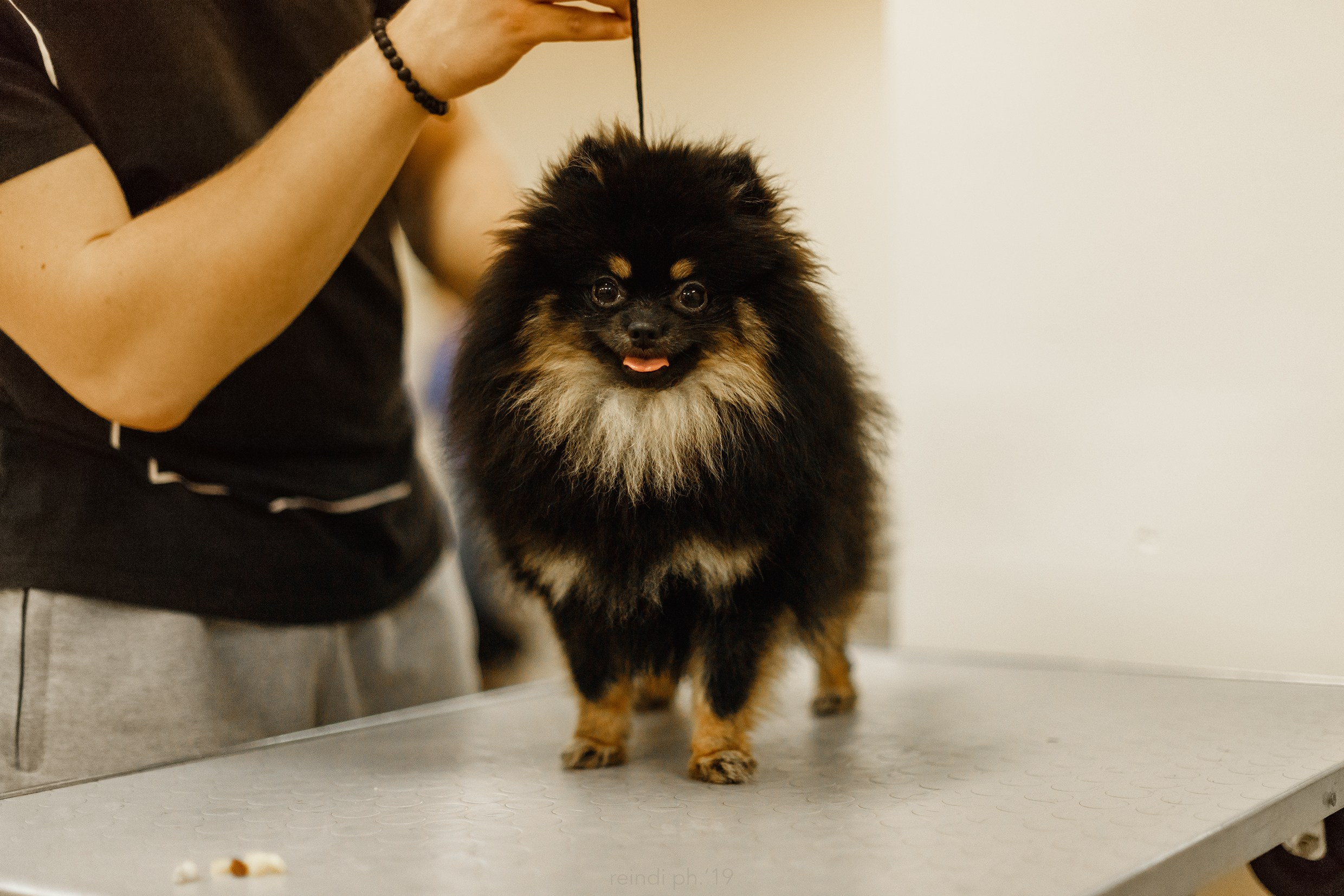 Dog handling hall. Kaja | fotograf we Wrocławiu | ludzie i psy
