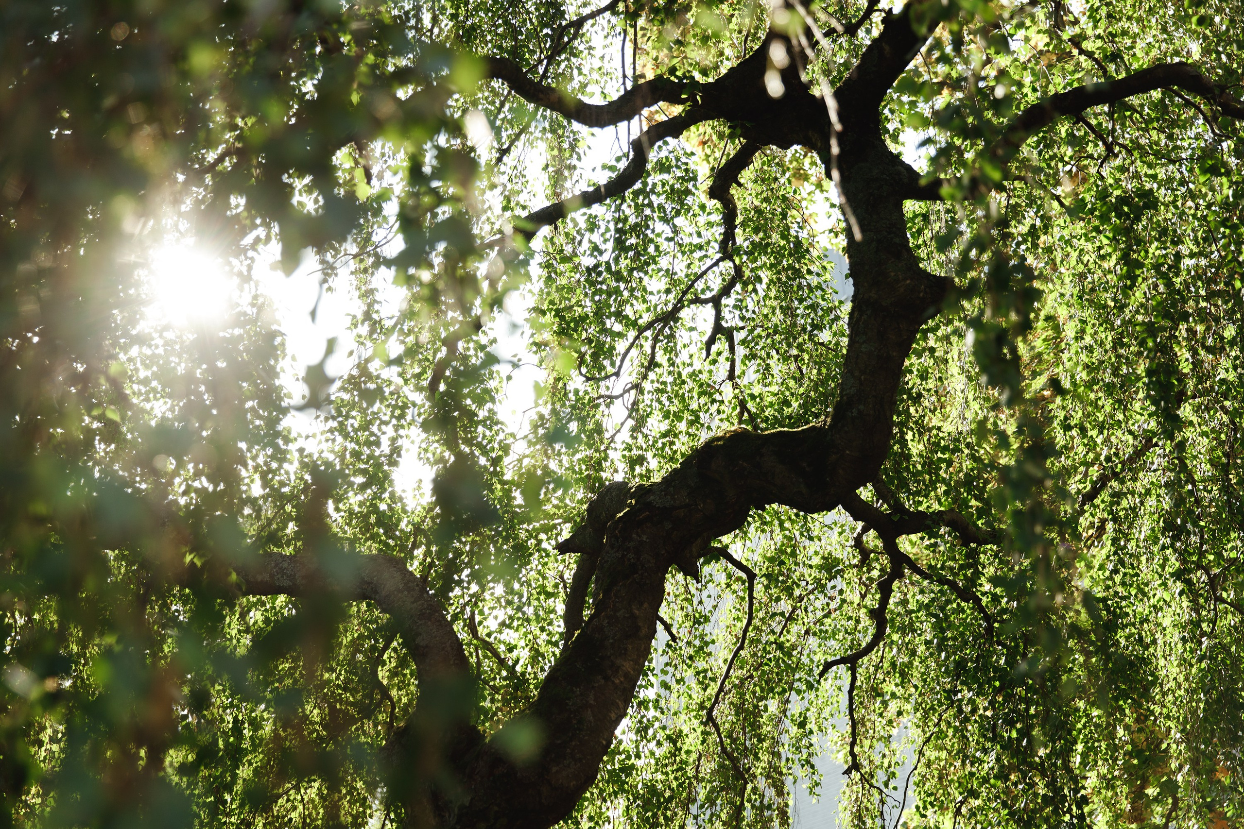 Turku. Kaja | fotograf psów we Wrocławiu