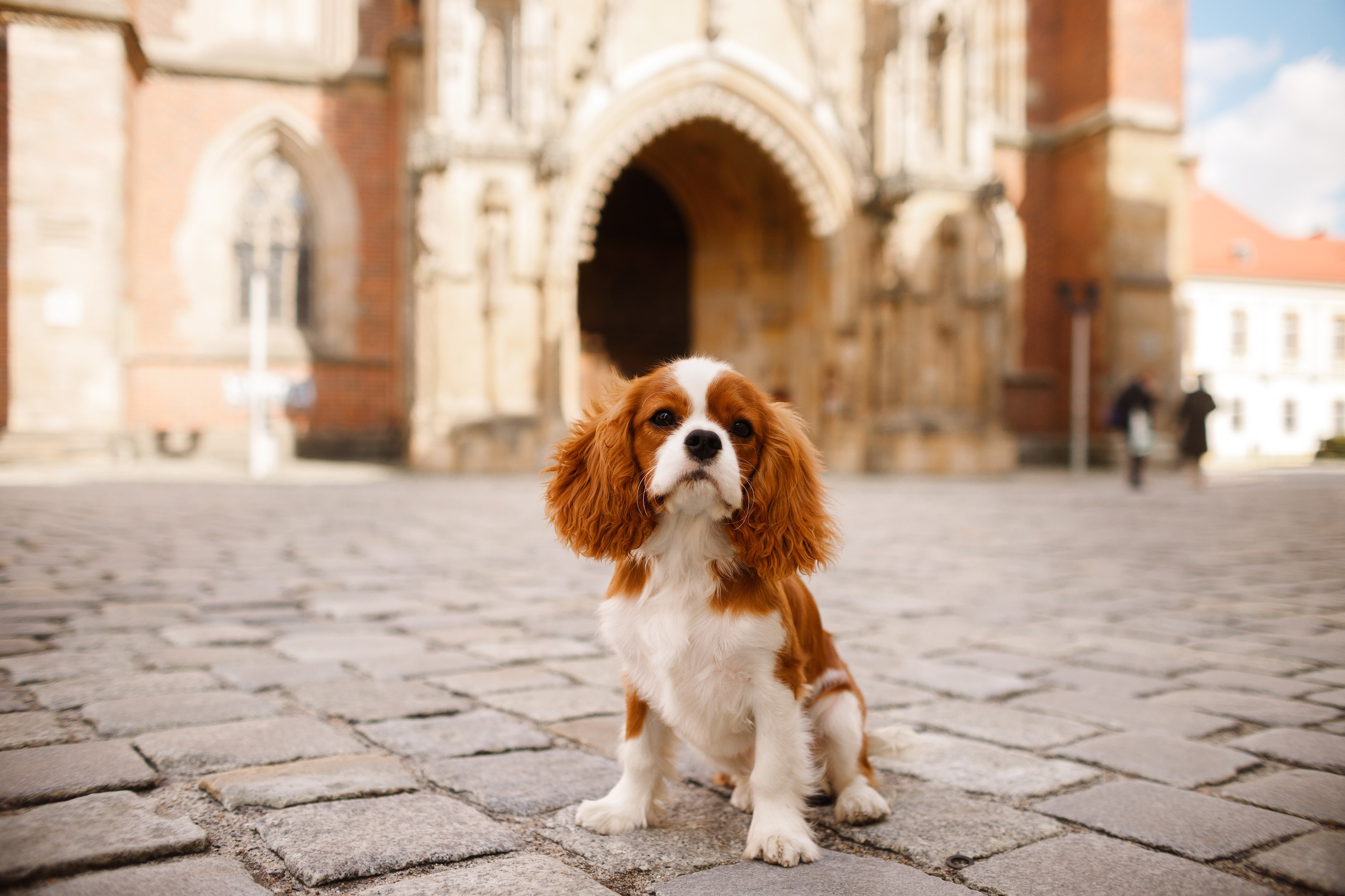 Uliana i Franklin. Kaja | fotograf we Wrocławiu | ludzie i psy