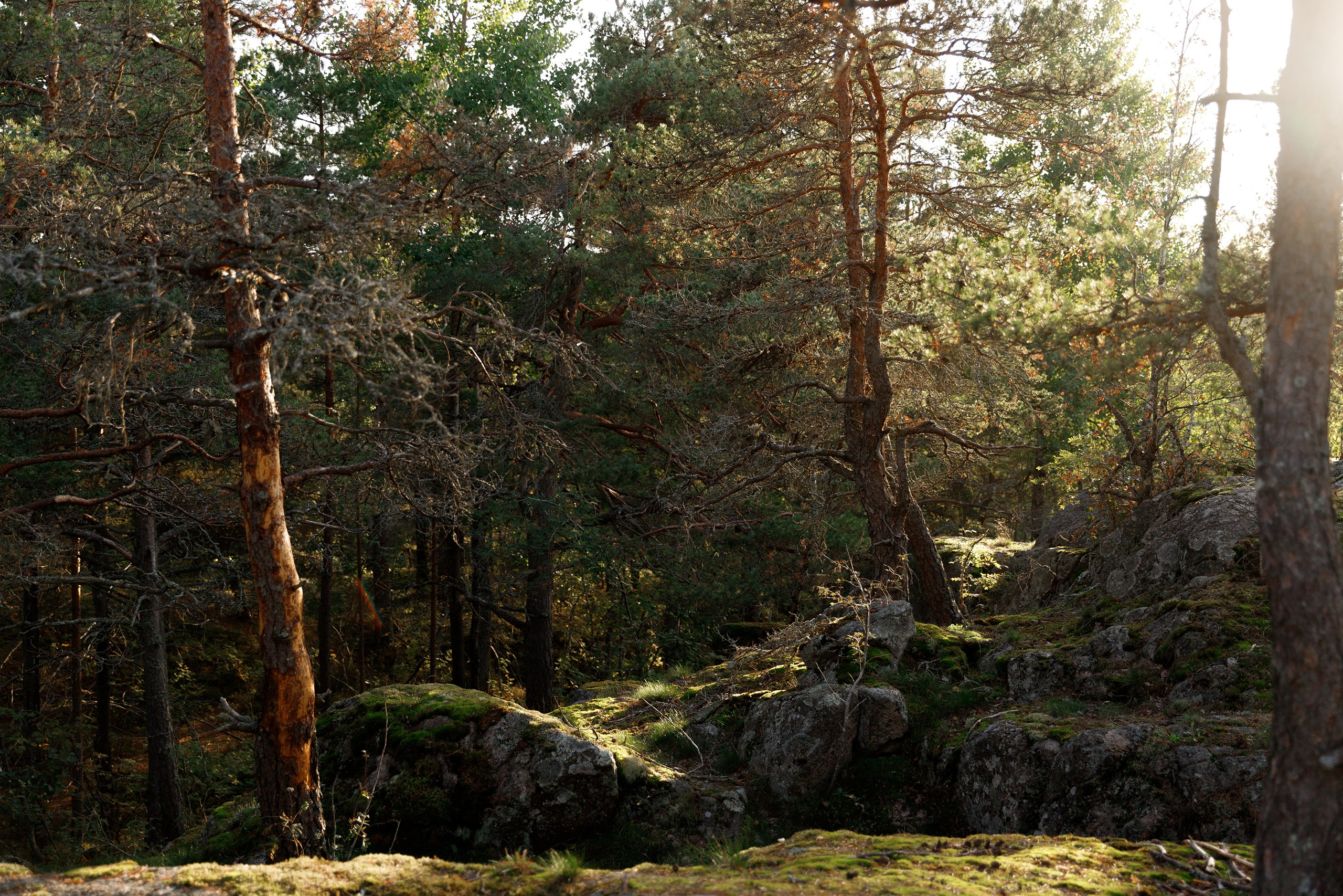 Turku. Kaja | fotograf psów we Wrocławiu