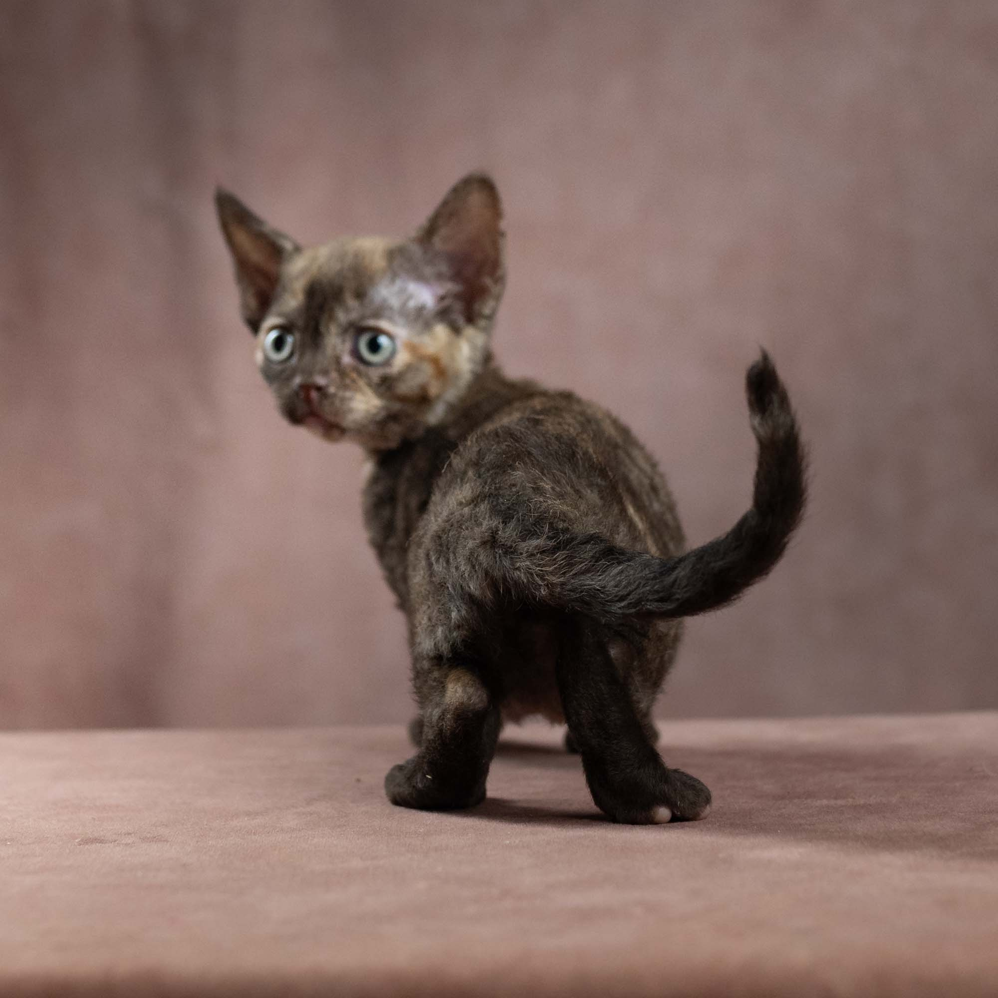 Dory, girl, born on 06.06.24 SOLD. Devon Rex Pixie Cattery