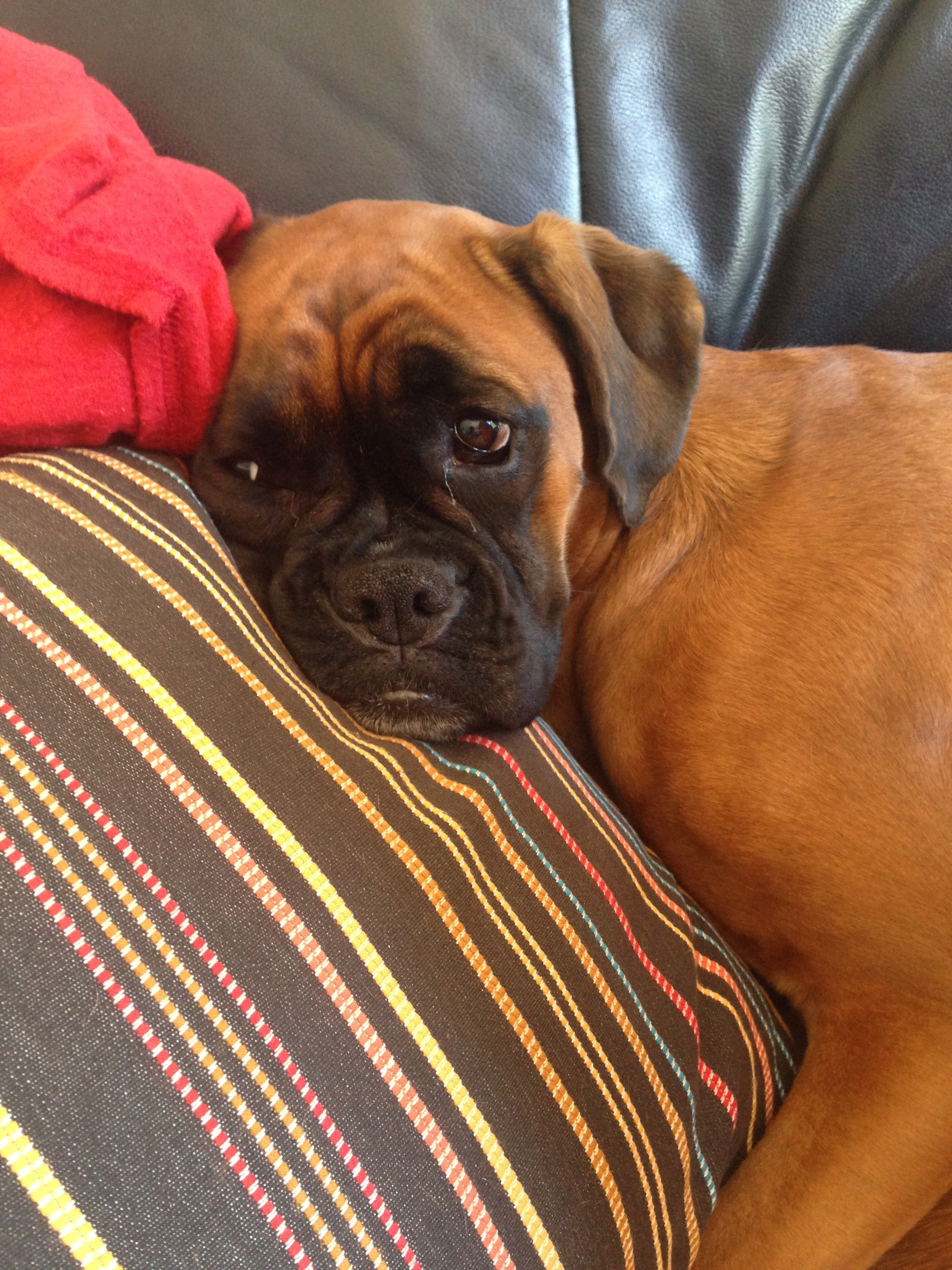 My ״Star״ Boxer Dog