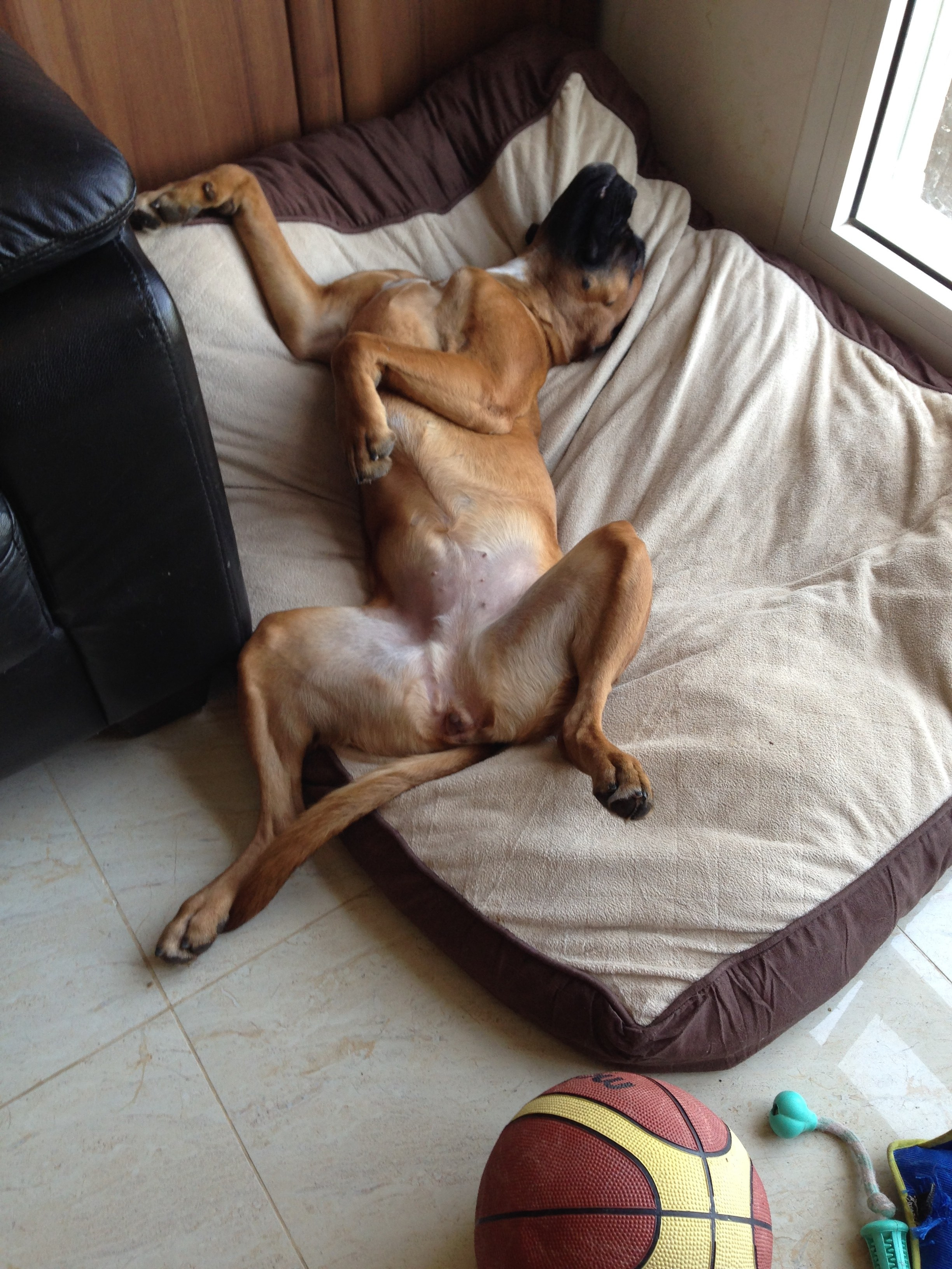 My ״Star״ Boxer Dog