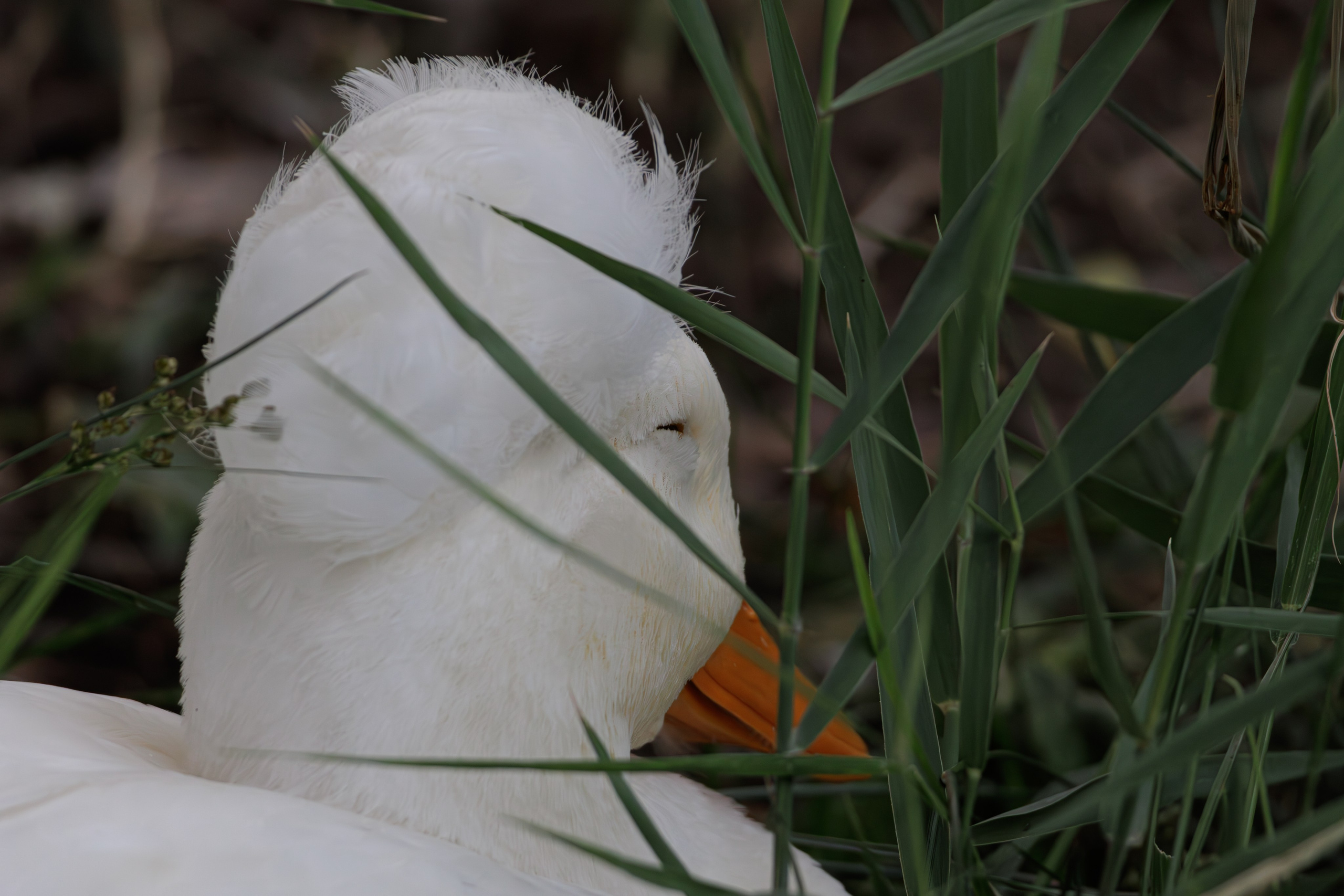 გასეირნება წავკისიდან ვაკის პარკამდე. FramefreeMan