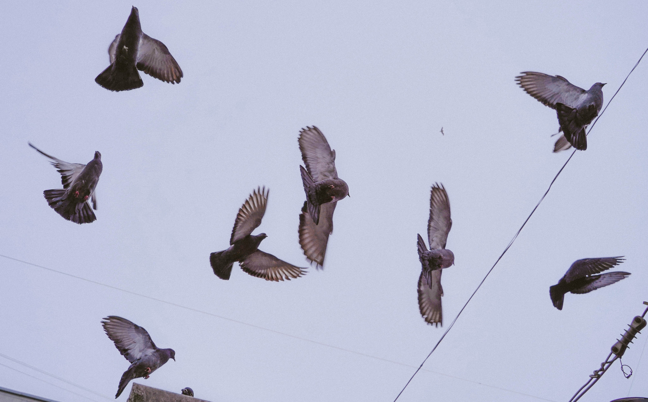 Пернатый психоз. Стрит-фотография, полная абсурда, идиотизма и красоты