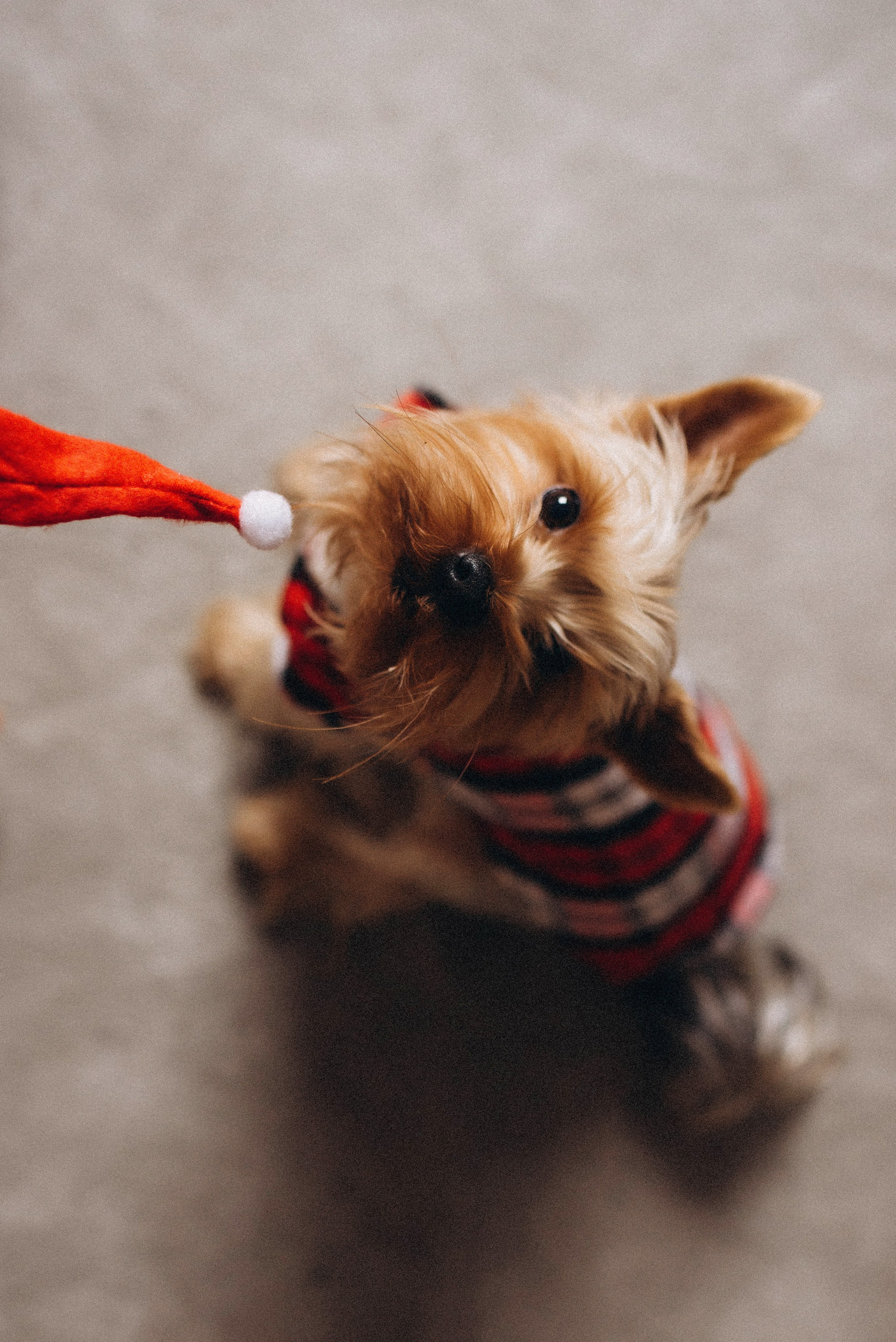 WEINACHTGESHICHTE. Семейный фотограф Лейпциг, Германия