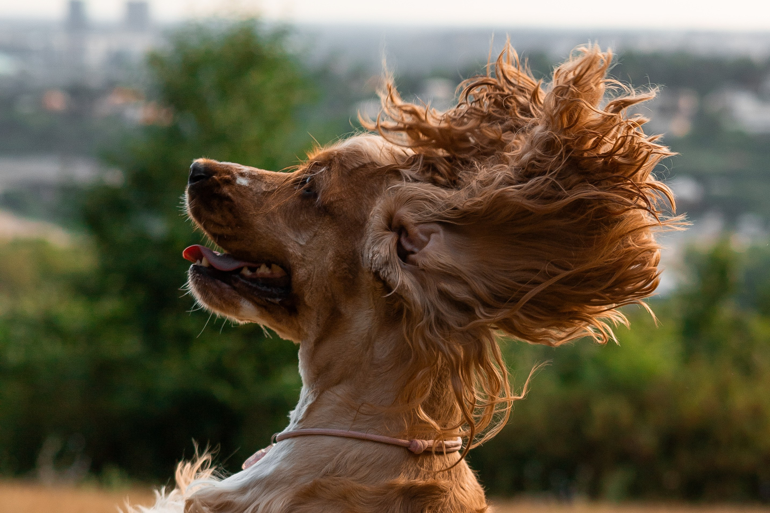 Алина и Юки. Фотограф-анималист | Белград