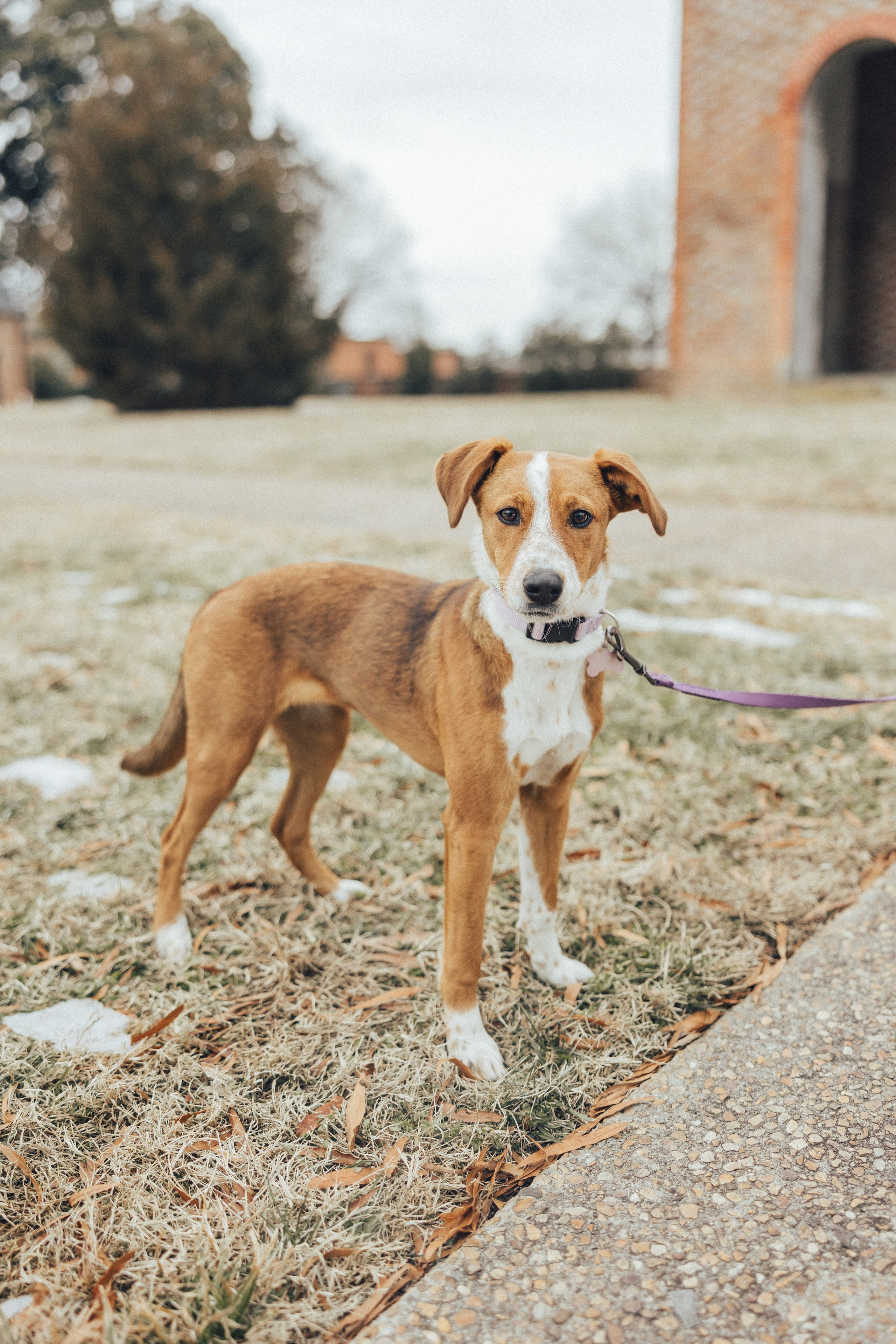 Wedding Julia&Steven. Sara Eulalia | Virginia Photographer