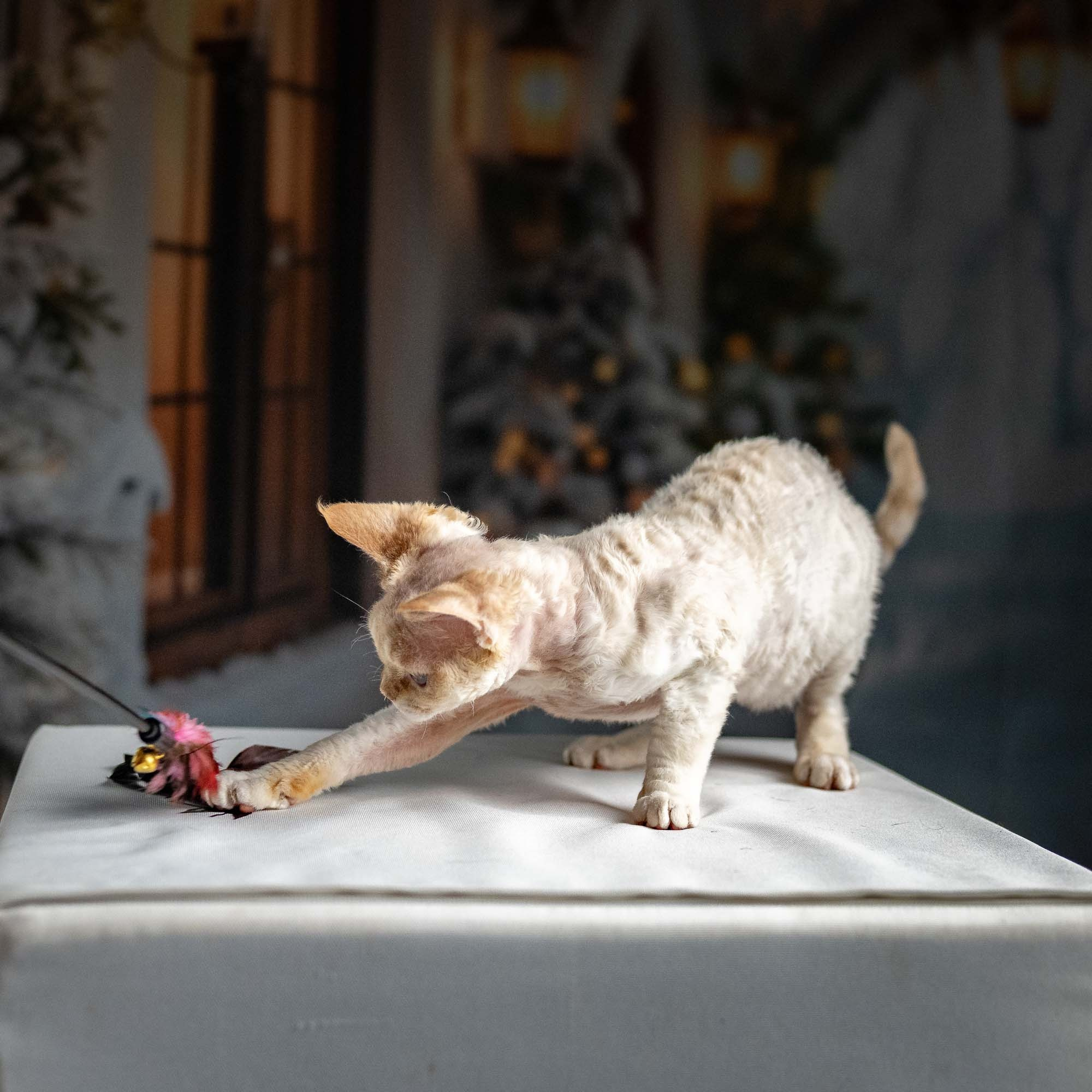 Jessica, girl, born 06.25.2025. Devon Rex Pixie Cattery