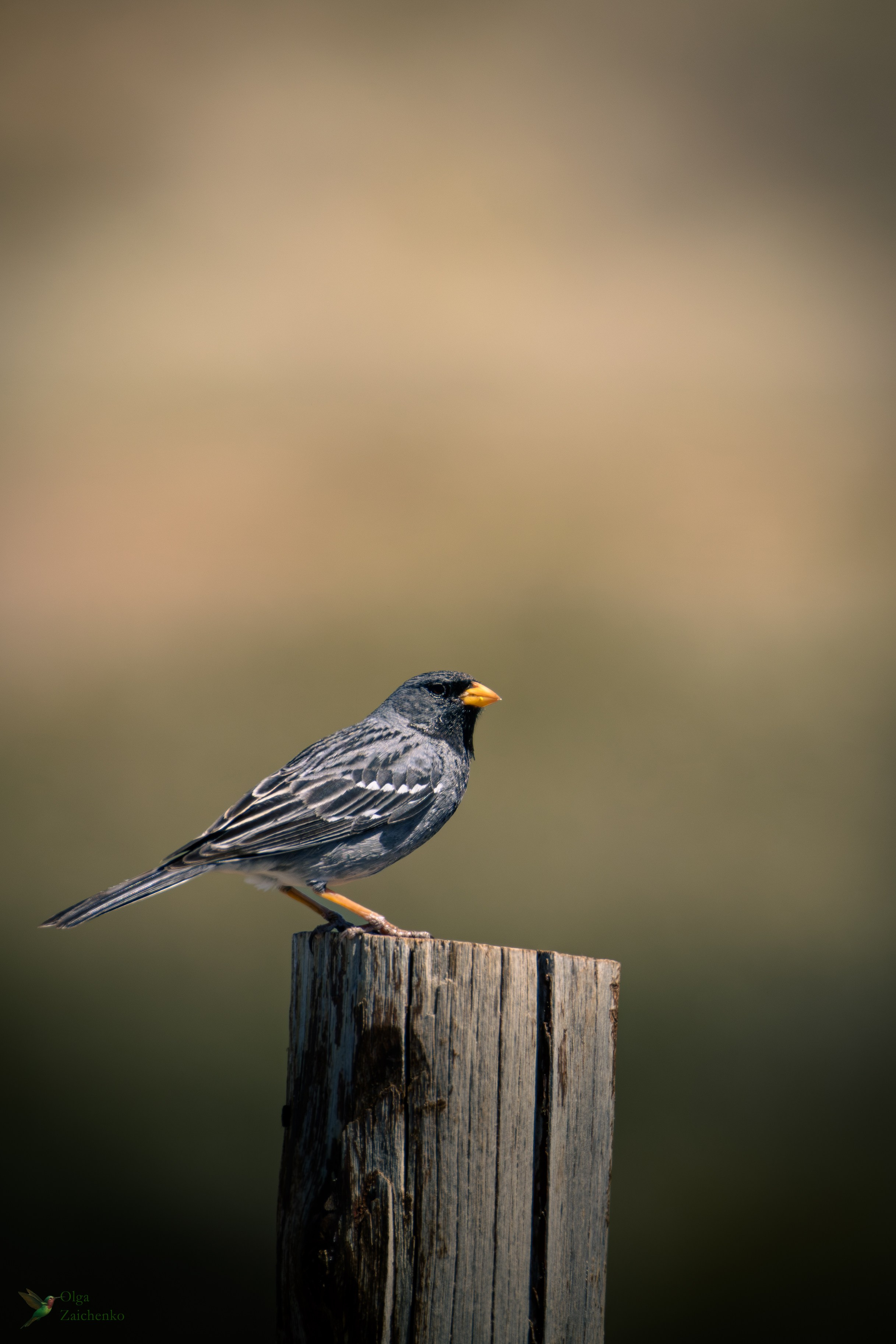 горный траурный вьюрок