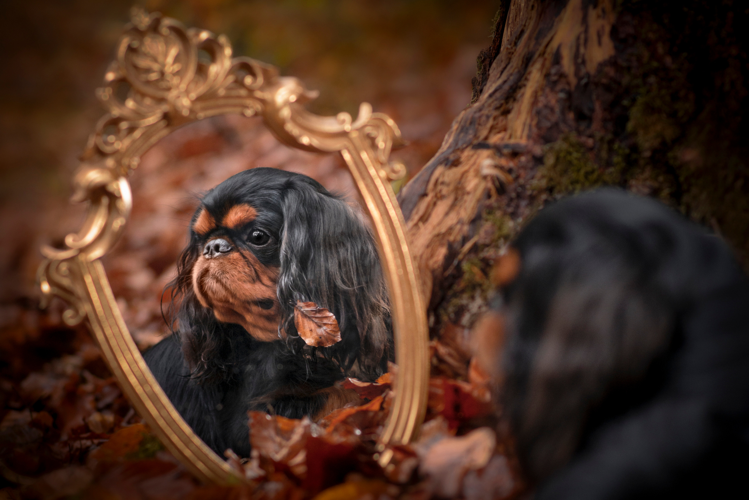 Tiere im Herbst. Tierfotografie und Familienfotografie in der Hallertau