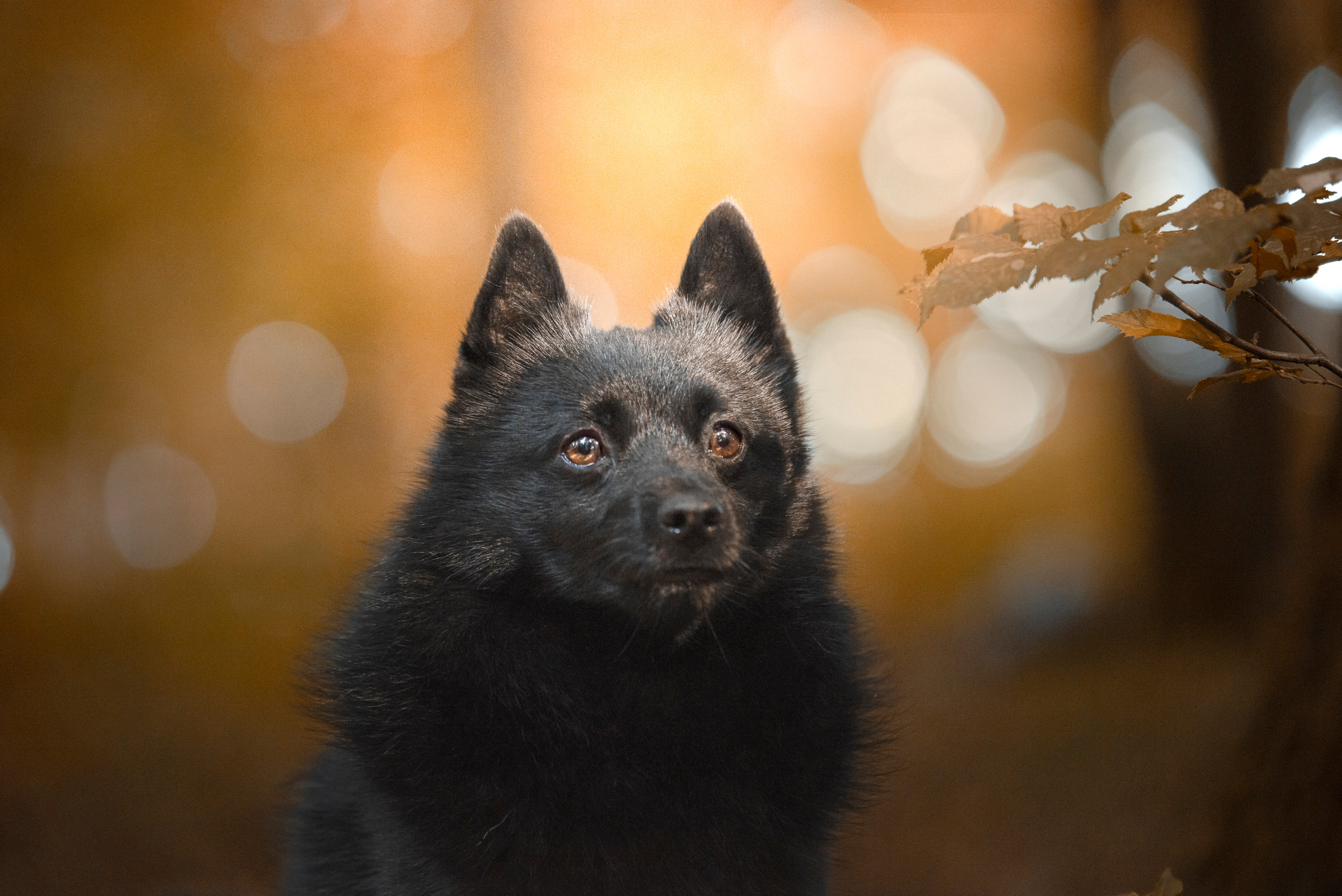 Tiere im Herbst. Tierfotografie und Familienfotografie in der Hallertau