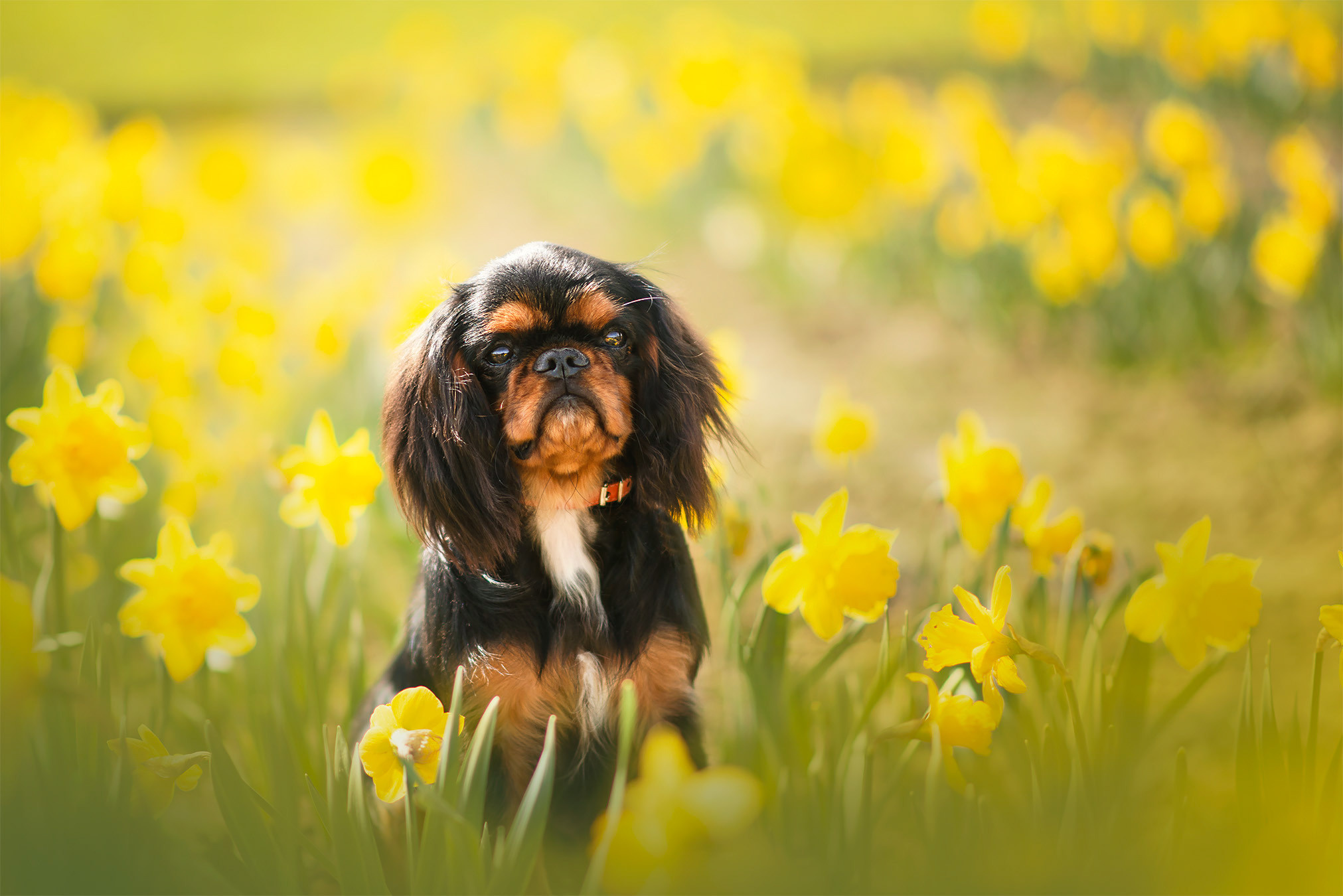 Frühling. Tierfotografie und Familienfotografie in der Hallertau