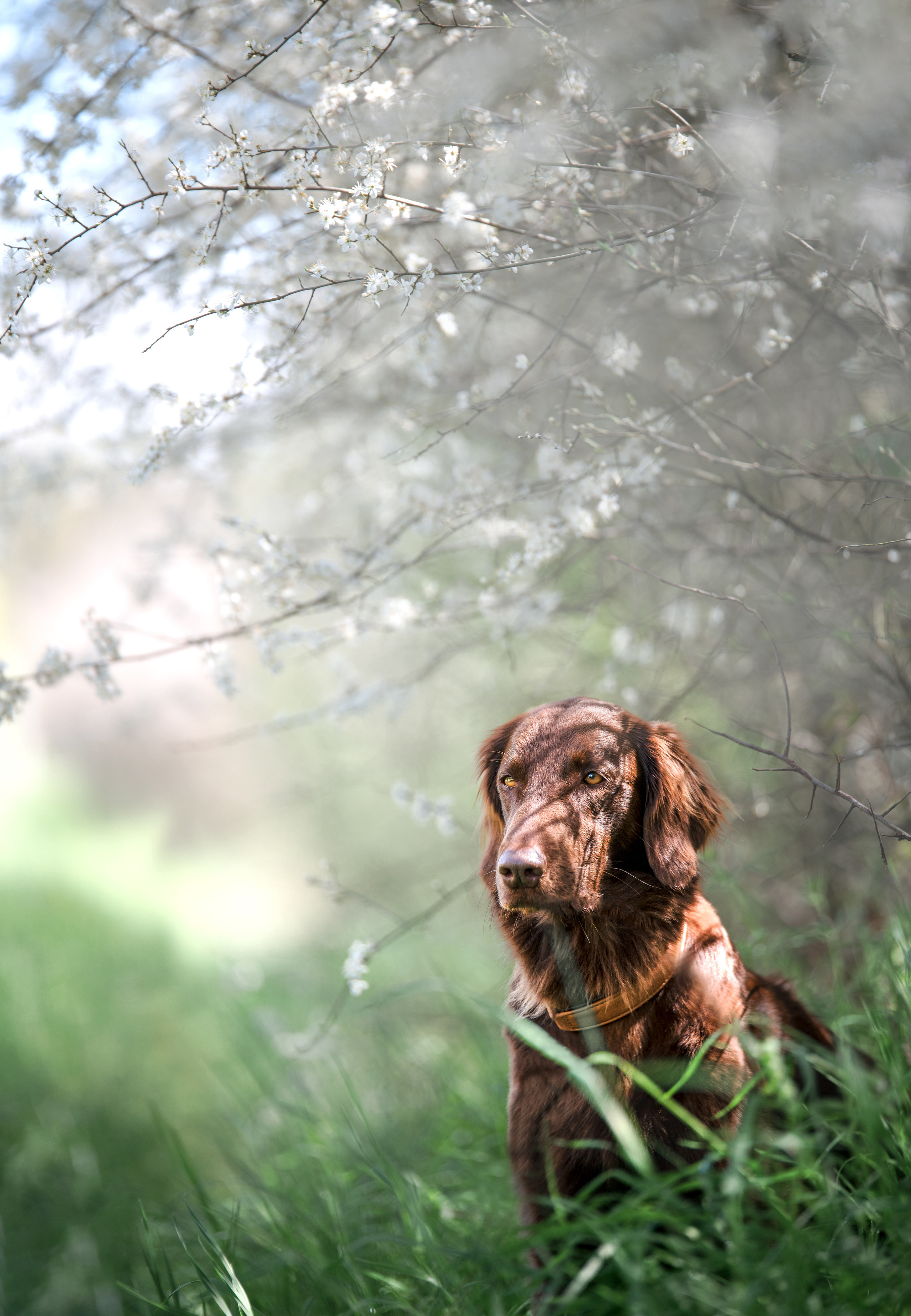 Frühling. Tierfotografie und Familienfotografie in der Hallertau