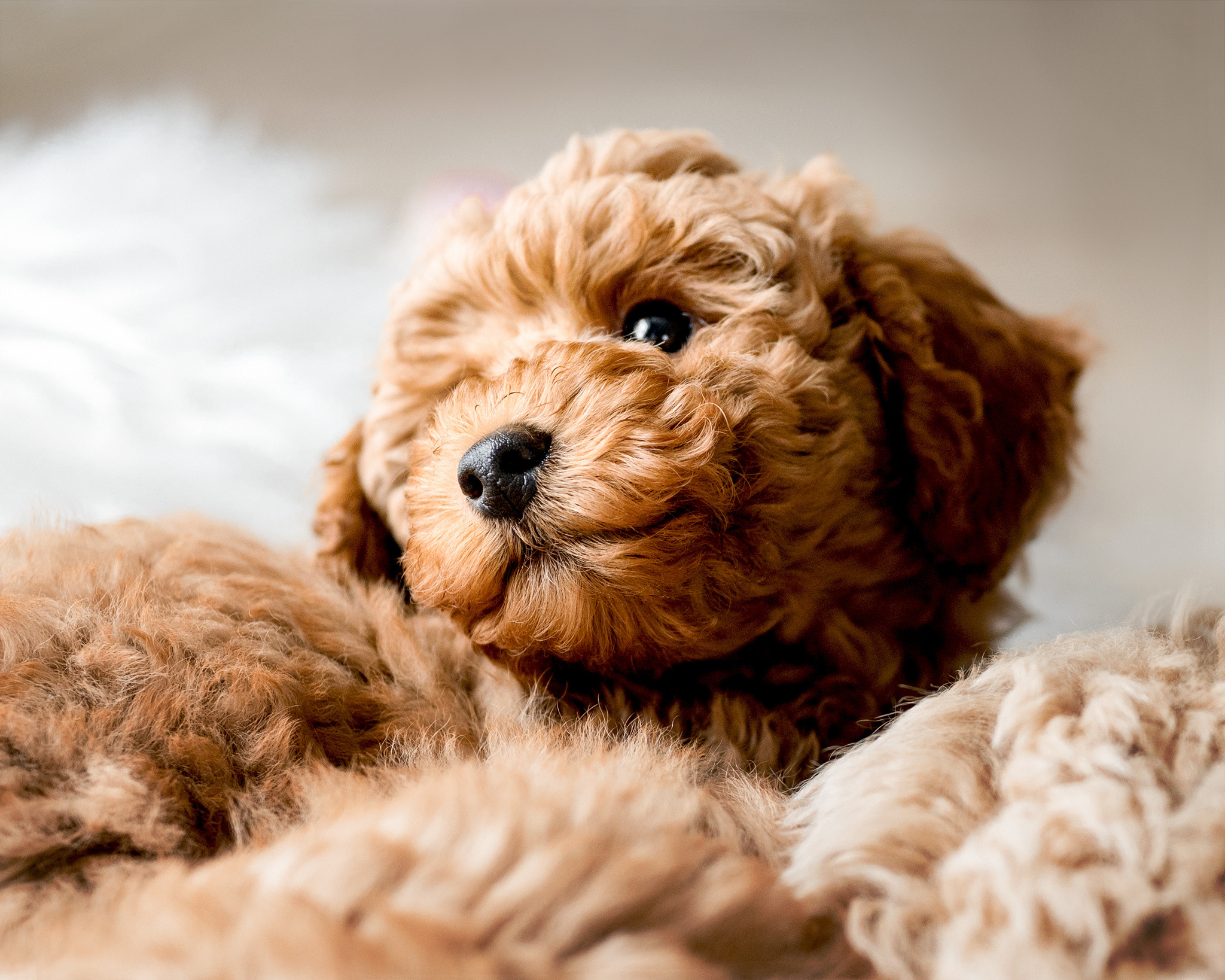 Welpen&Züchter. Tierfotografie und Familienfotografie in der Hallertau
