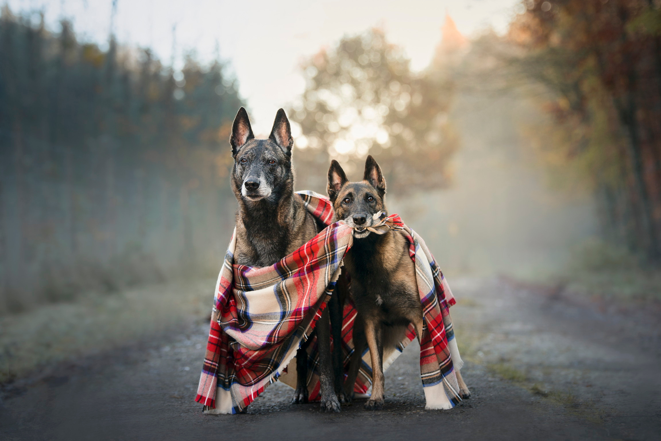 Waldzauber. Tierfotografie und Familienfotografie in der Hallertau