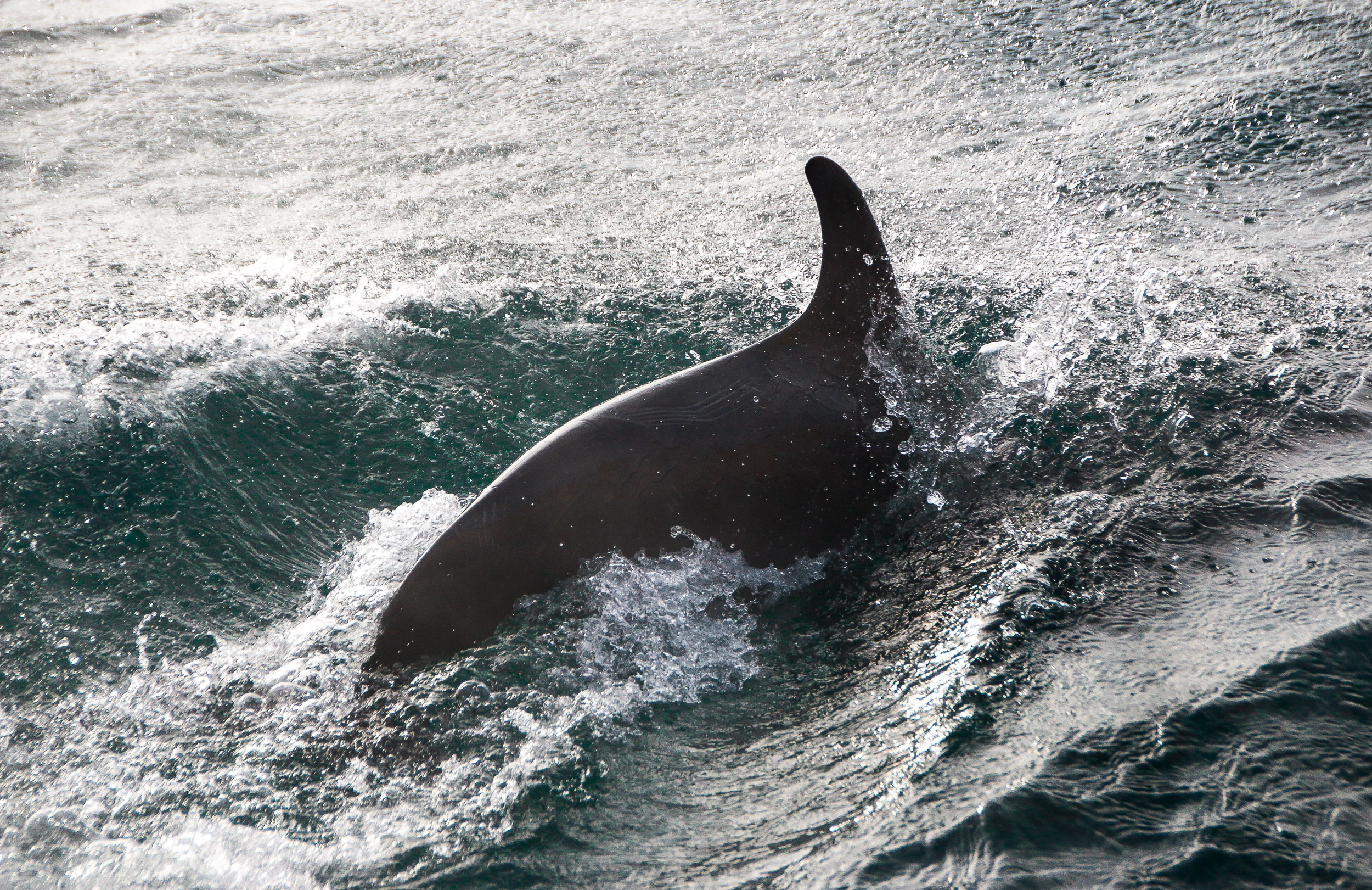 Animal. Vitalii Krepak — Gonzo Fotografie