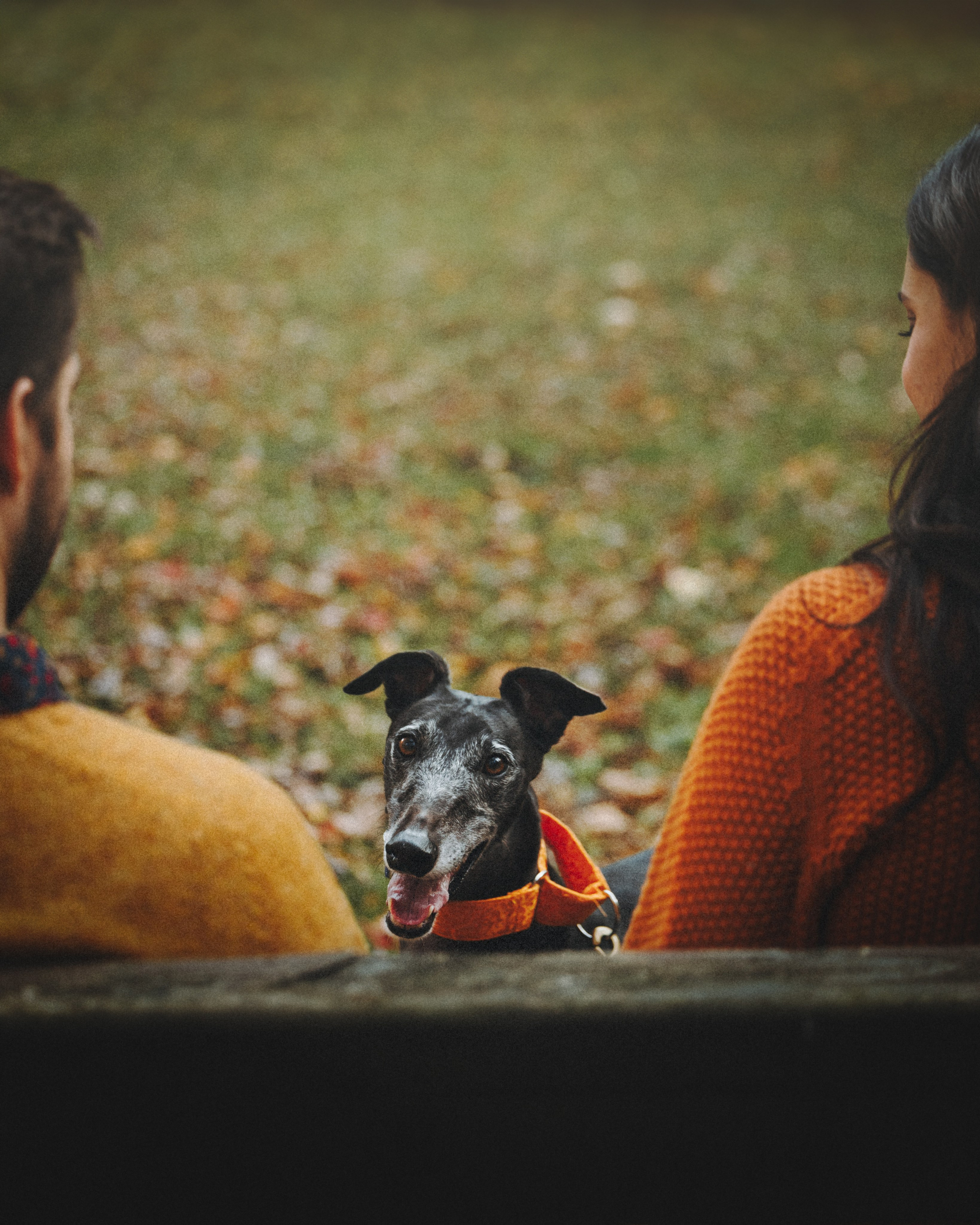 Tilly, Kati & Landon. Pet Photographer Viktoriya Aleshenko