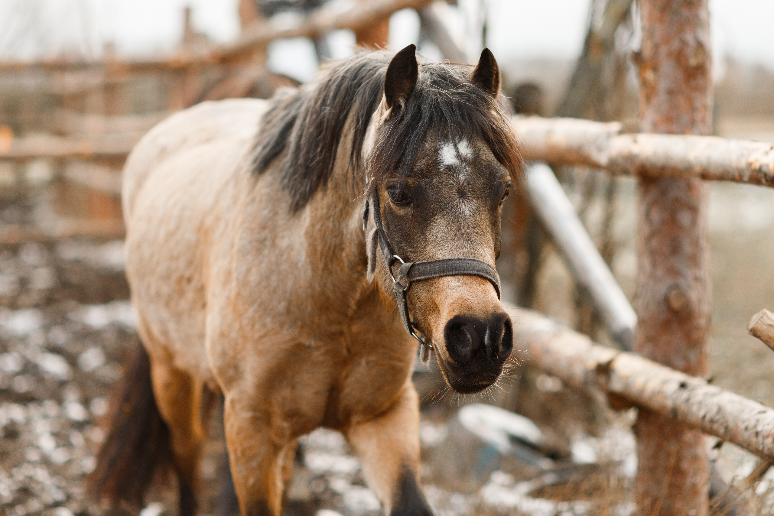 Winter stable. Kaja | fotograf psów we Wrocławiu