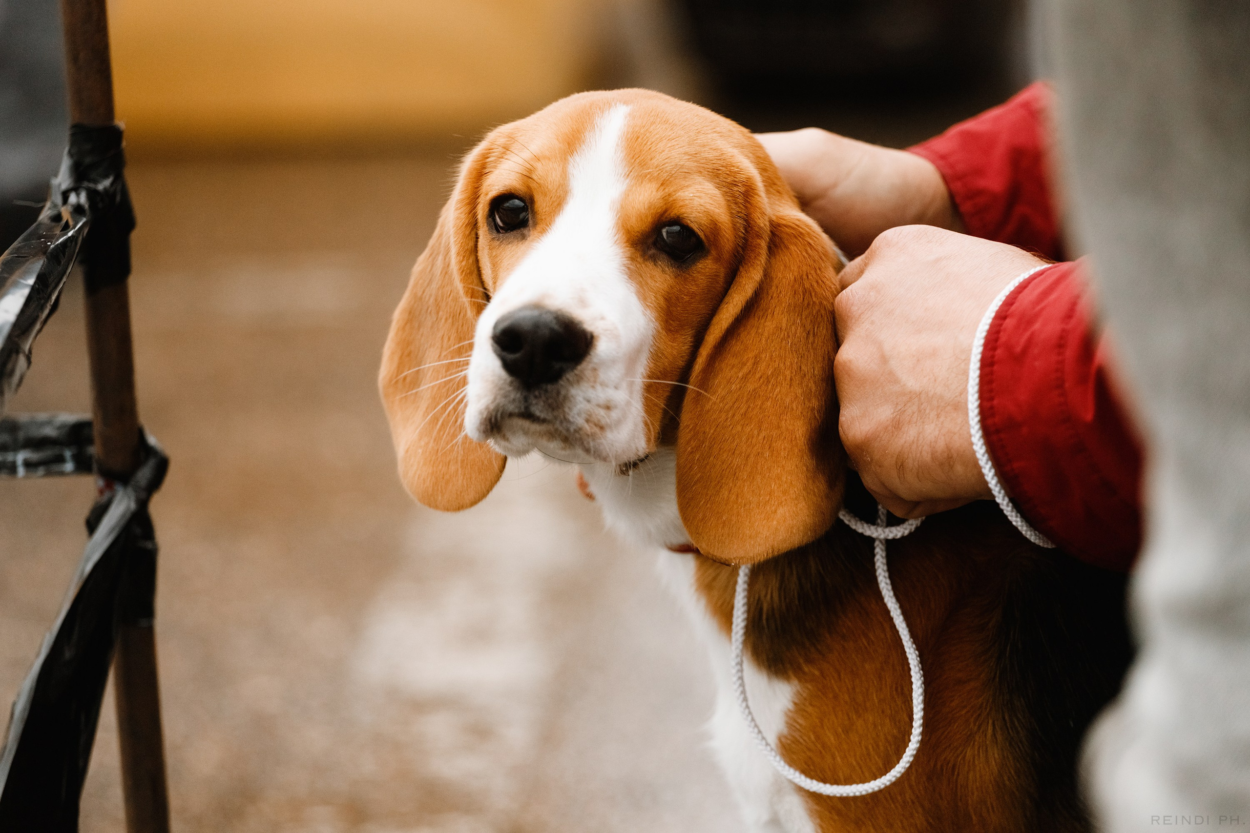 Rainy dog show in Grodno. Kaja | fotograf we Wrocławiu | ludzie i psy