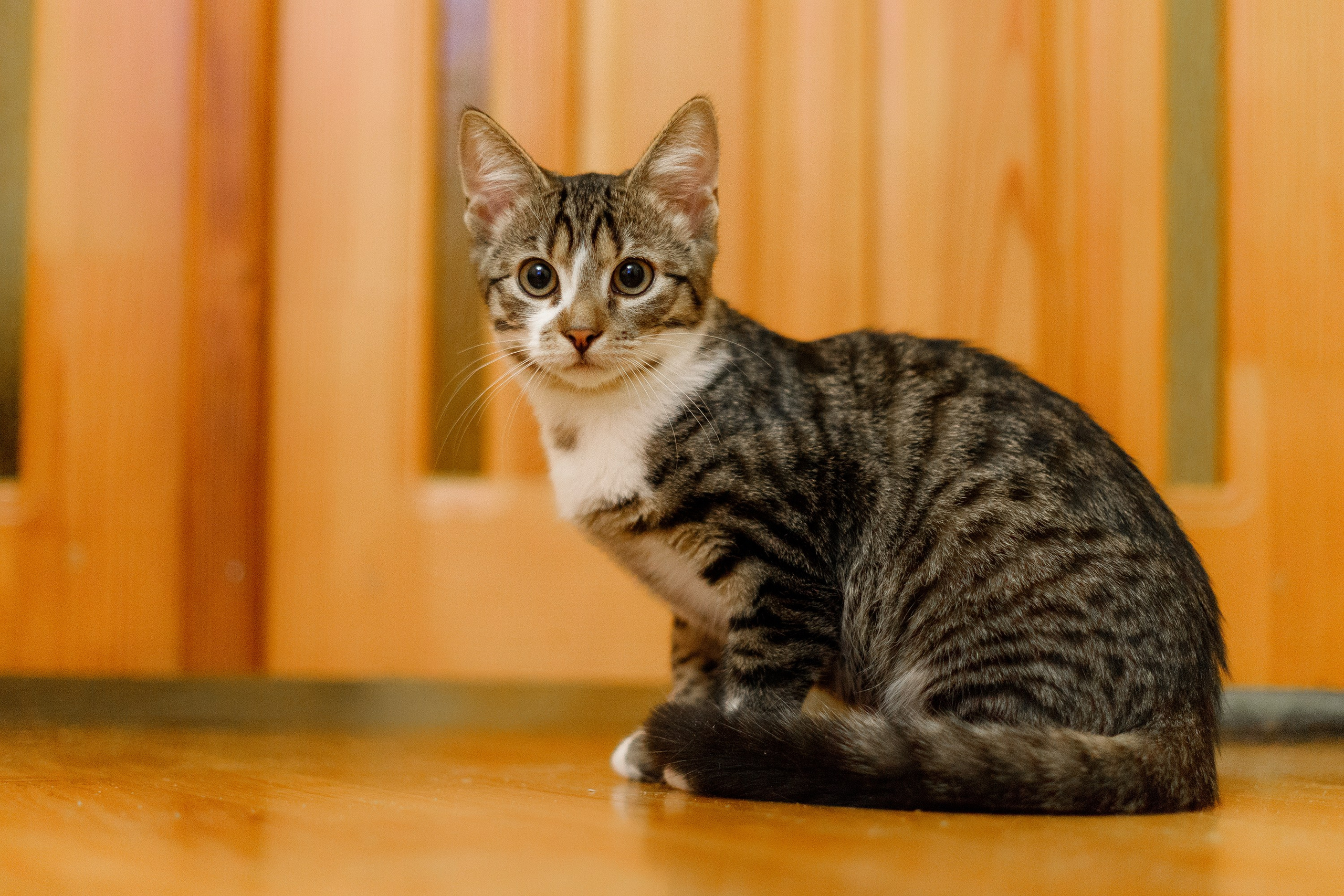 Cats for adoption. Kaja | fotograf we Wrocławiu | ludzie i psy