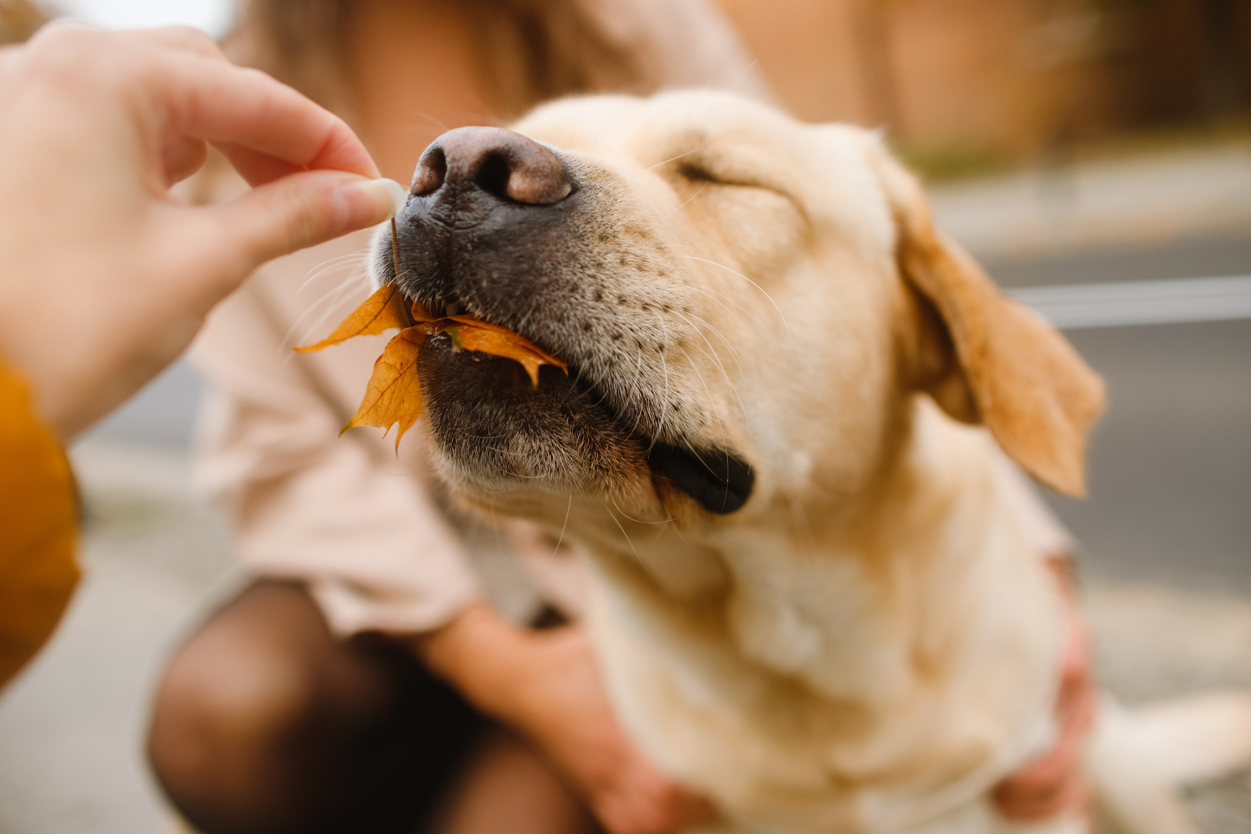 Katya & labrador. Kaja | fotograf psów we Wrocławiu