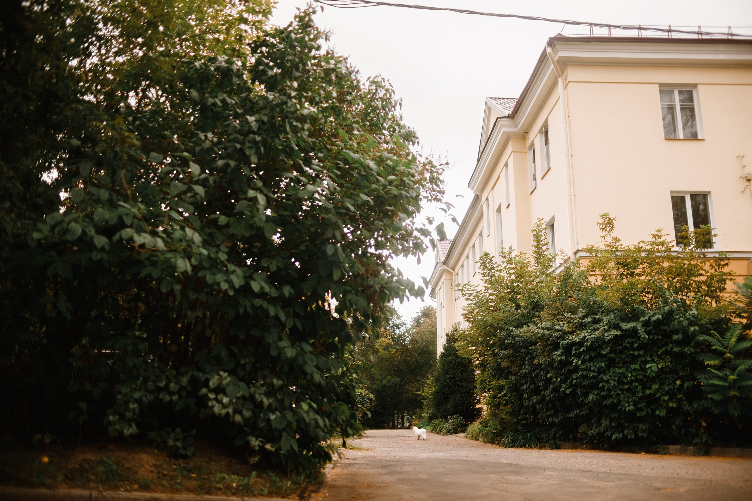 Grodno. Kaja | fotograf we Wrocławiu | ludzie i psy