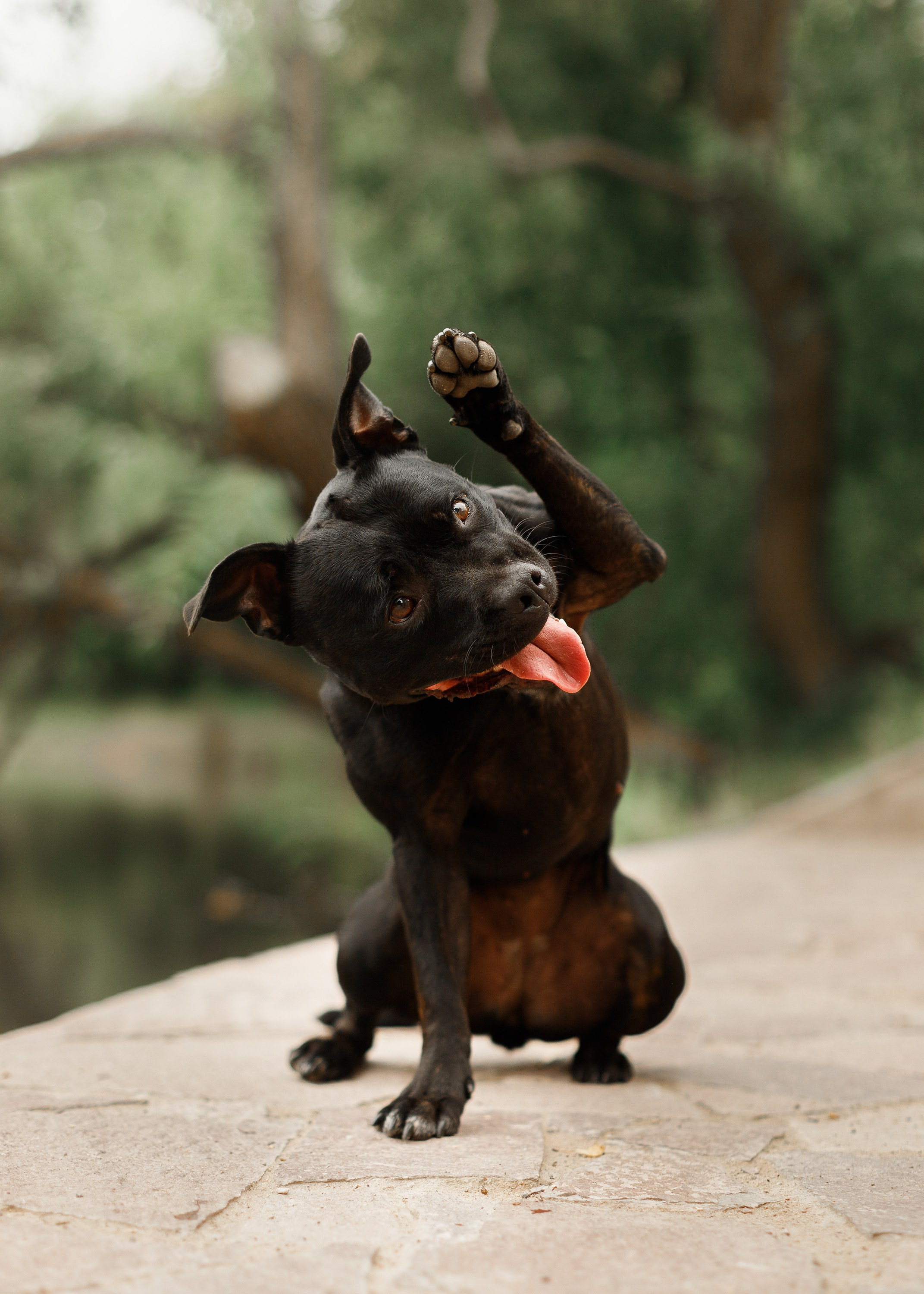 Staffy Yosia. Kaja | fotograf we Wrocławiu | ludzie i psy