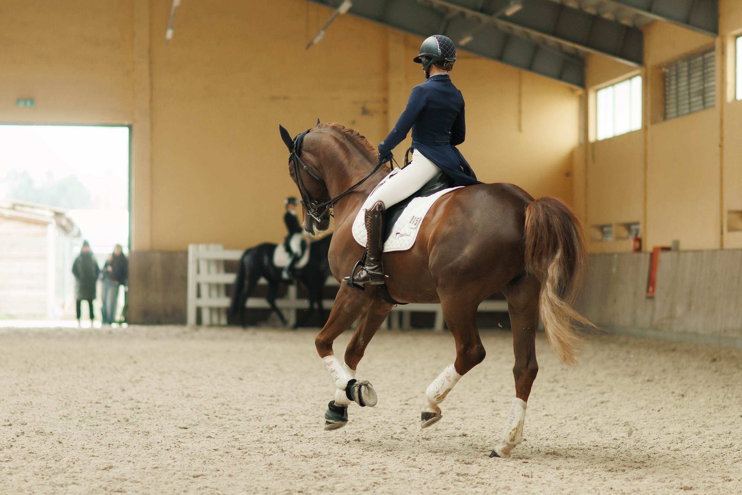 Fotografia koni Wrocław \ ujeżdżenie, Partynice. Kaja | fotograf we Wrocławiu | ludzie i psy