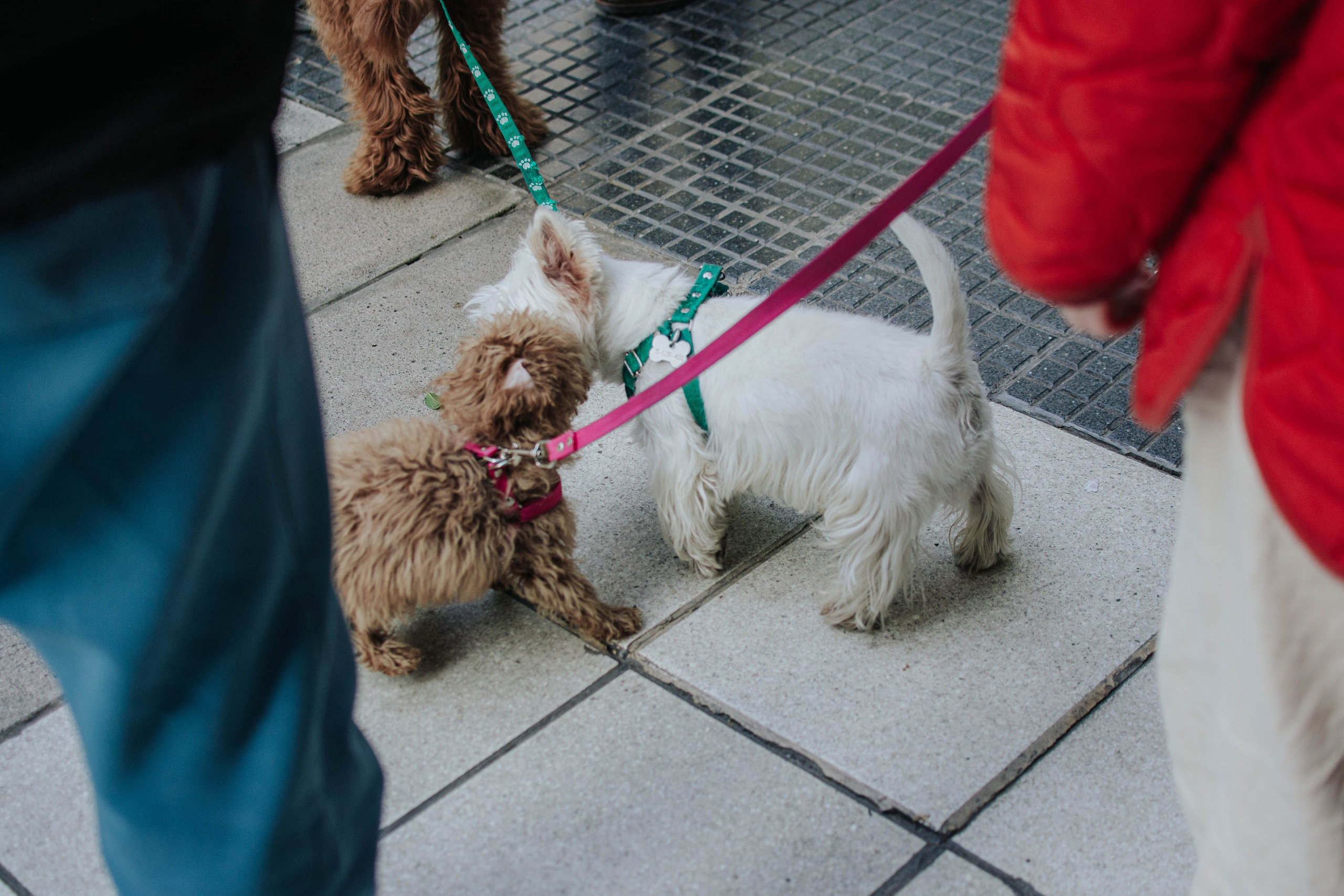 Walking around the home. Buenos Aires. Photography. Photographer @elmirkami in the city of Buenos Aires