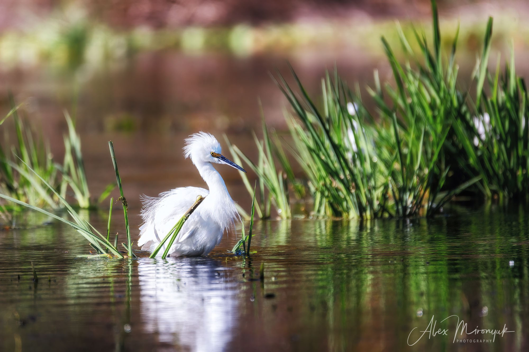 Exploring True Florida: Springs, Rivers & Manatees by Canoe. Pet, Senior, Landscape, portrait studio, photographer in Miami and Sou