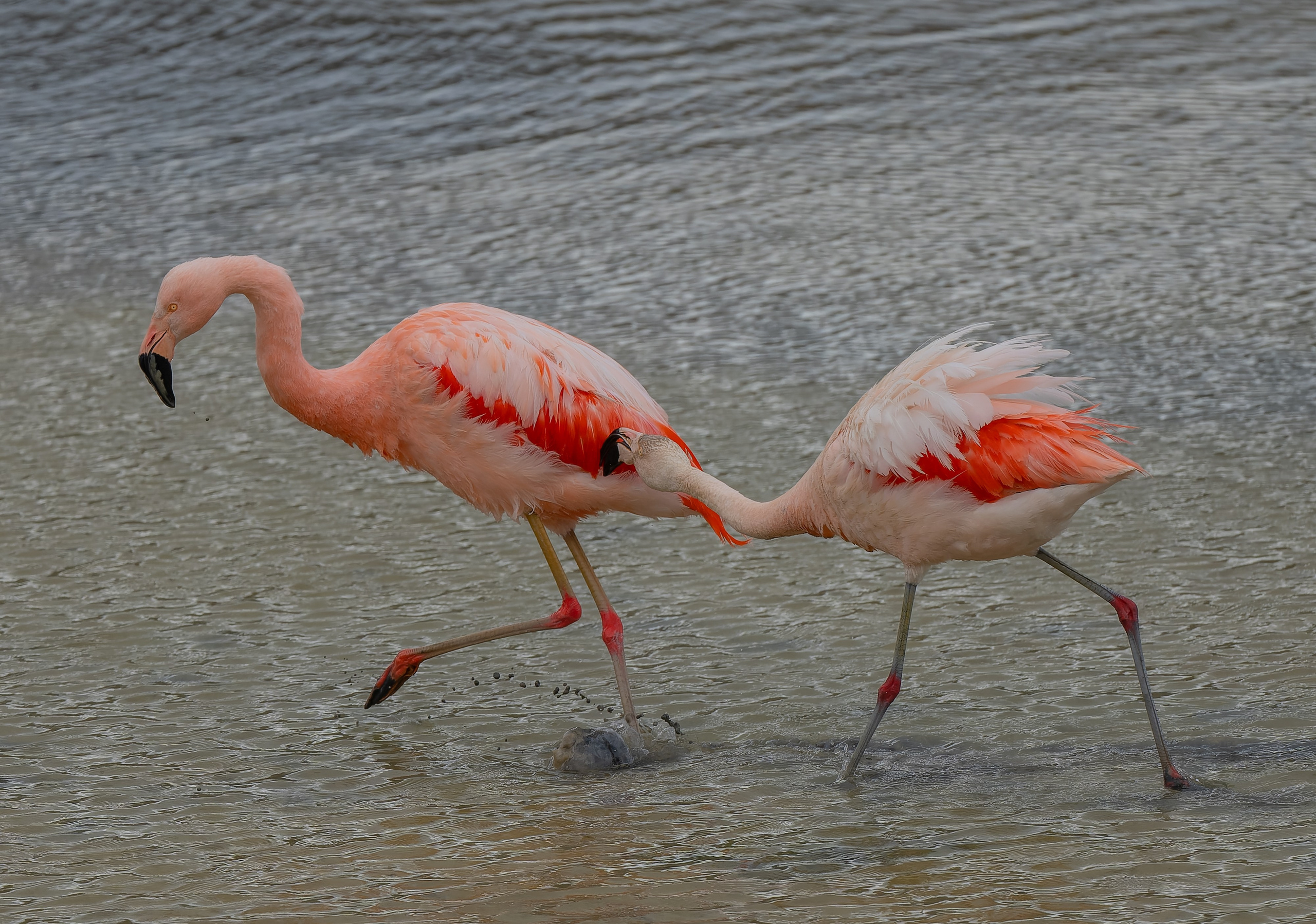 Flamencos. Nature photographer Yuri Soria-Galvarro