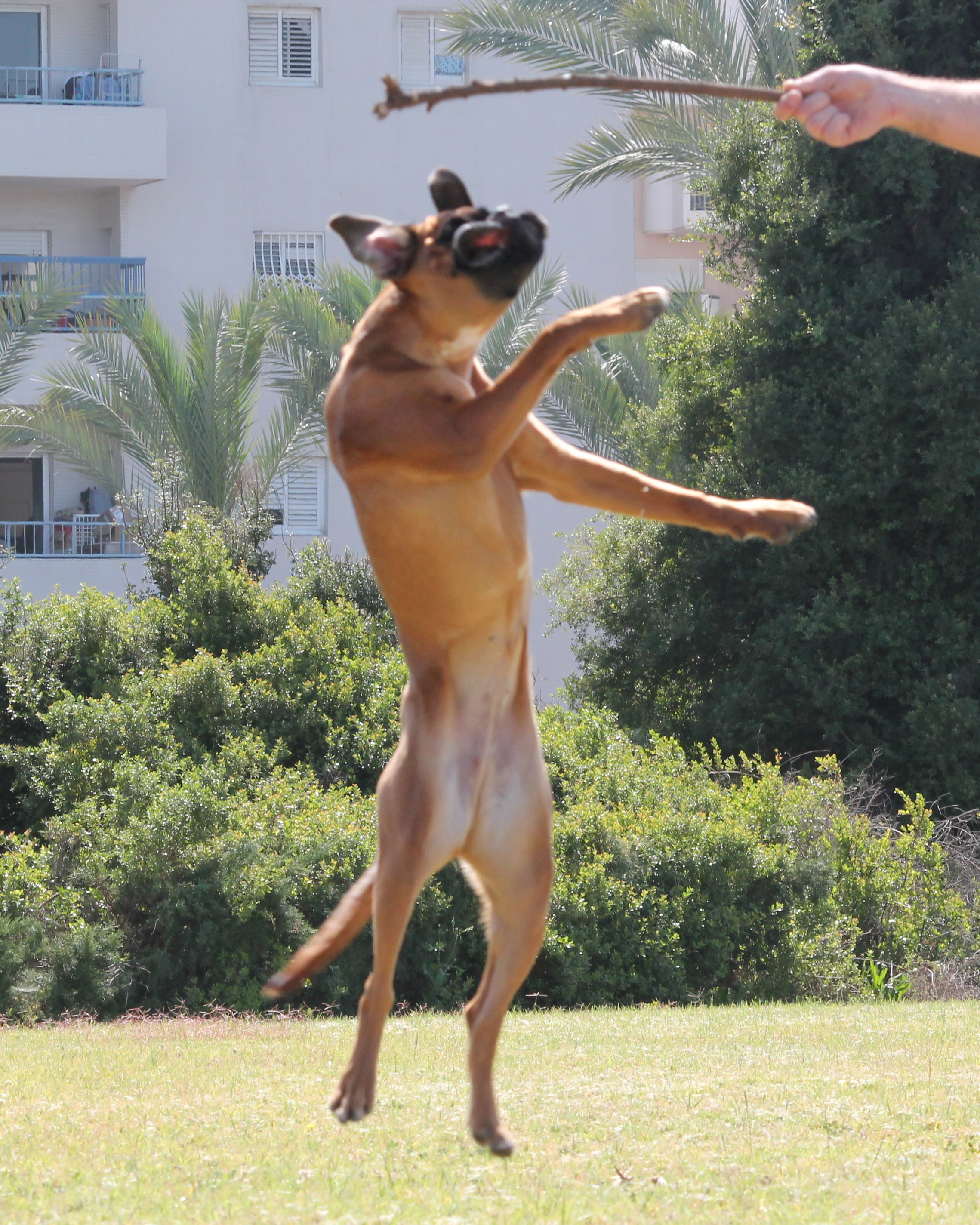 My ״Star״ Boxer Dog