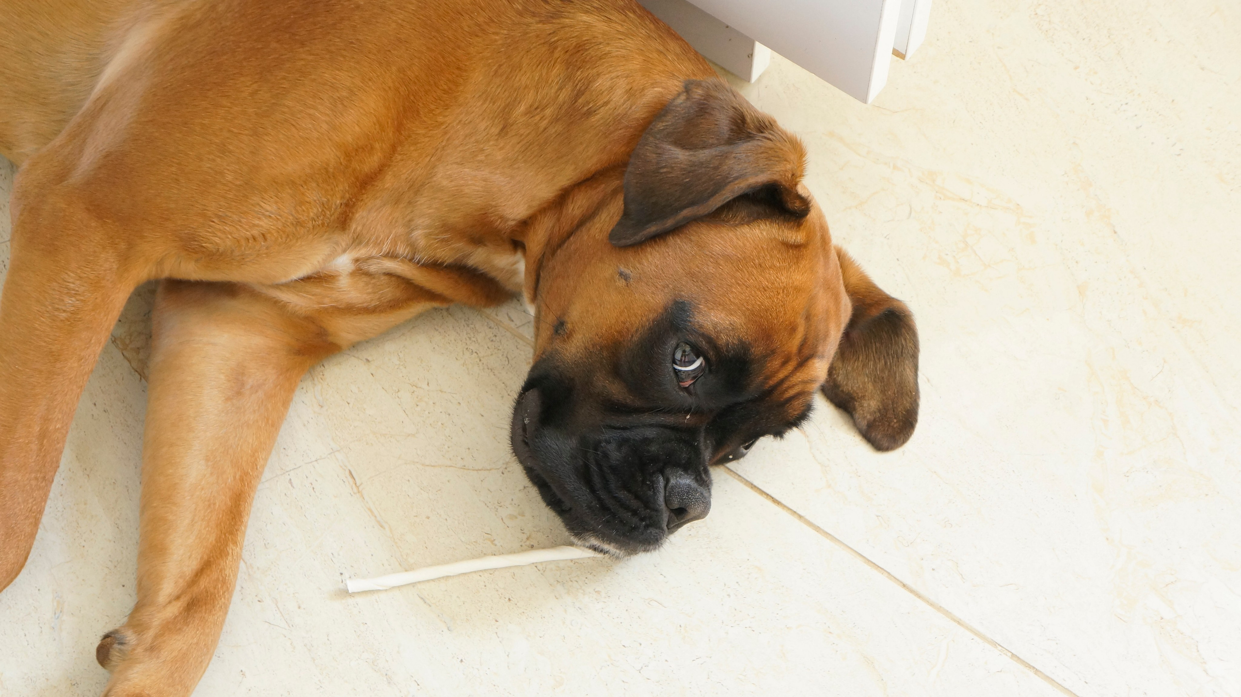 My ״Star״ Boxer Dog