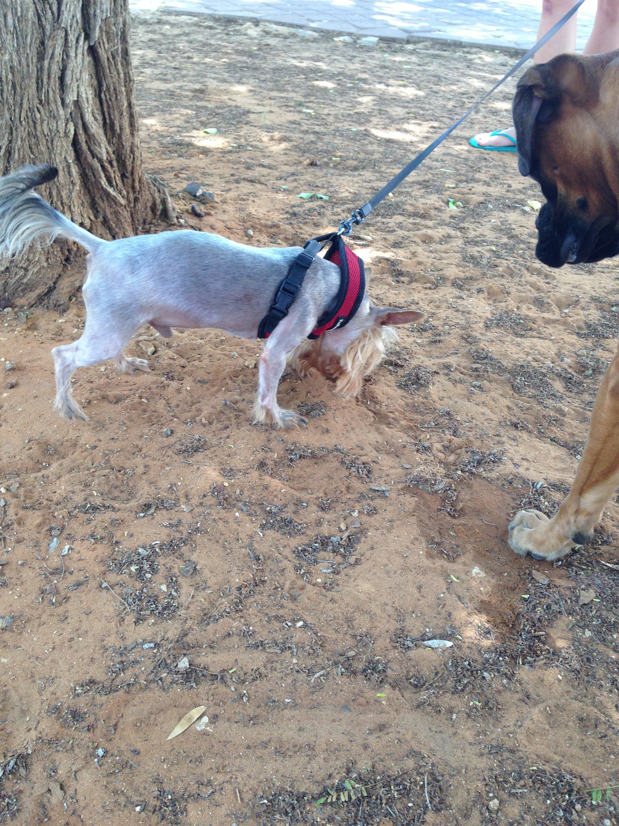 My ״Star״ Boxer Dog