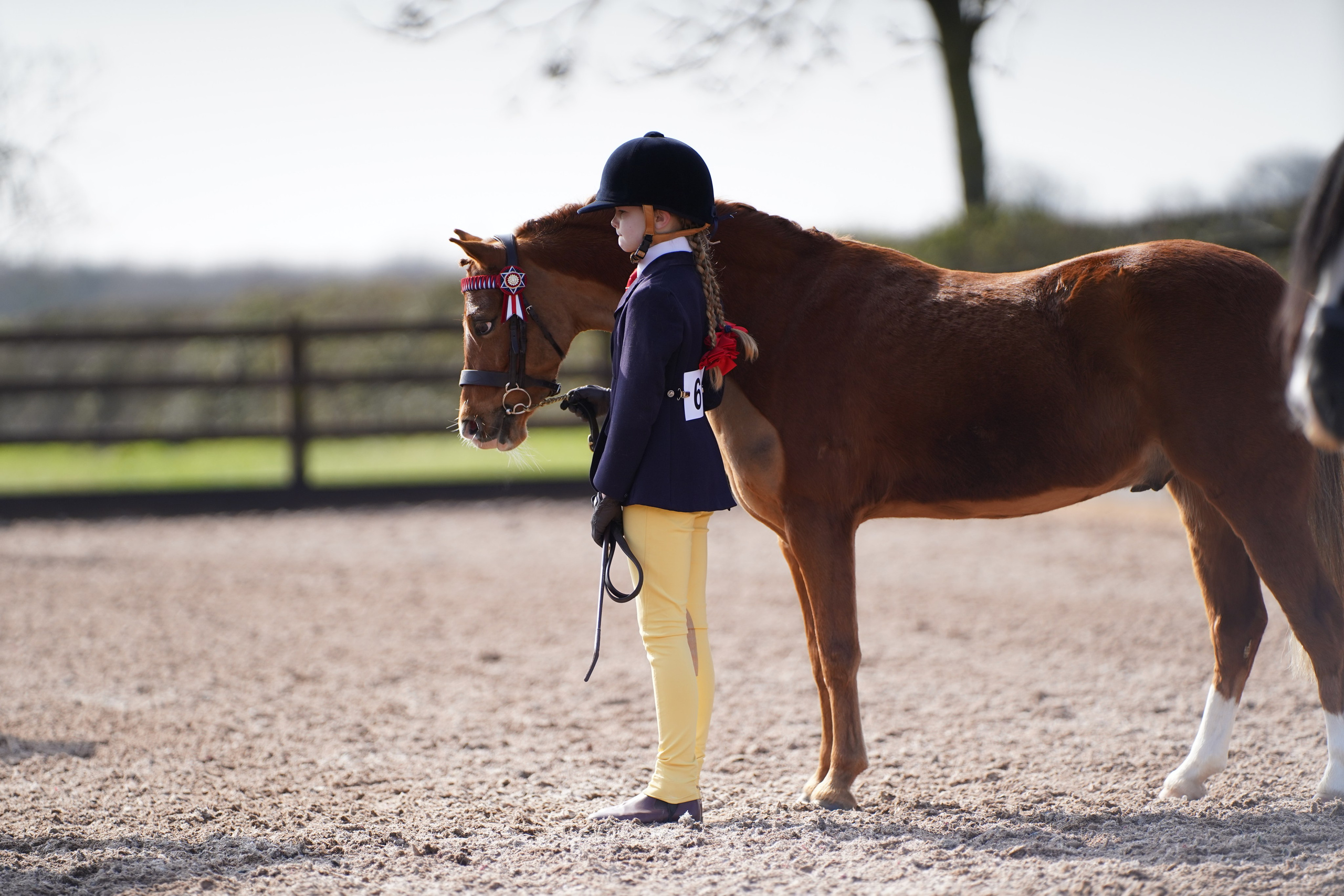 Showing. Leicestershire Equine Photography by El | Authentic Equine Portraits & Events
